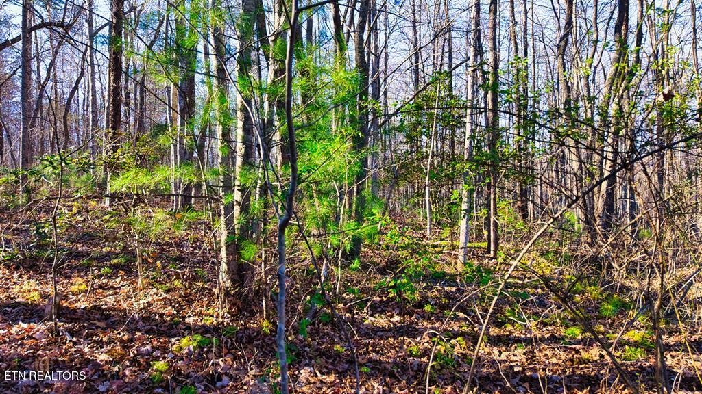 37.28 Ac Ervin Brown Road Sunbright TN 37872