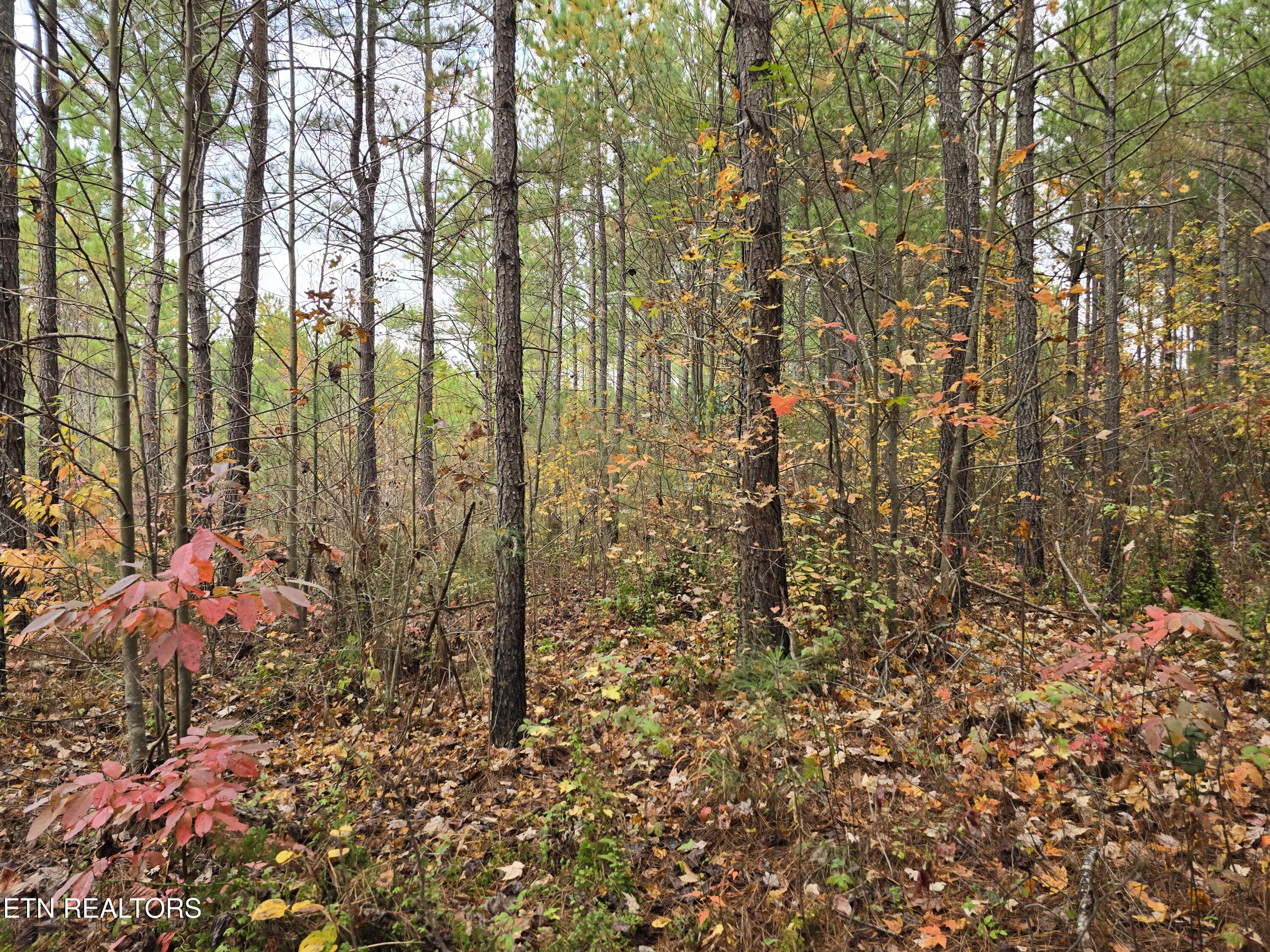 Lot 5 W Robbins Road Robbins TN 37852