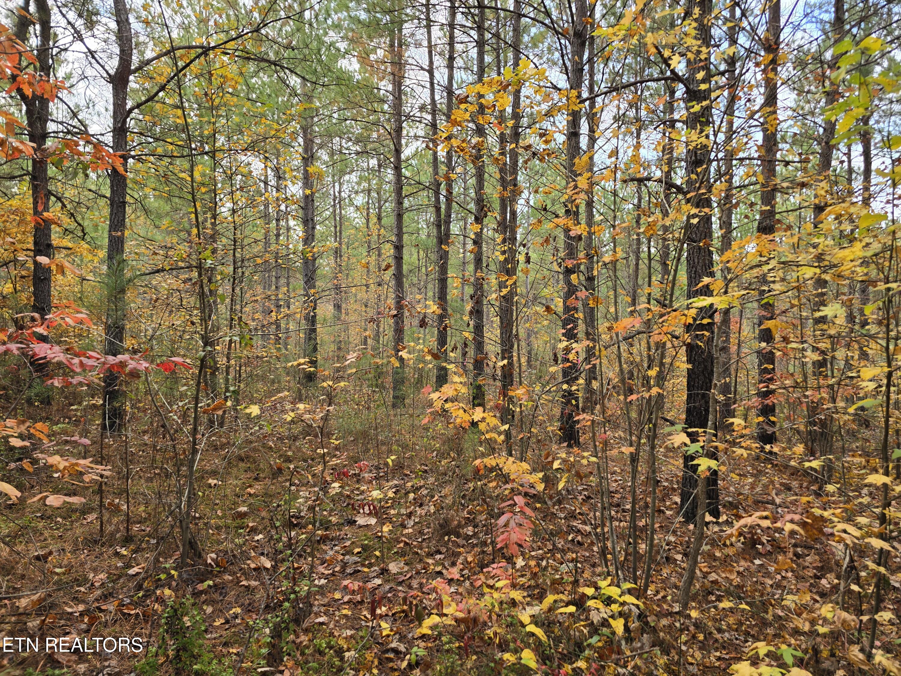 Lot 5 W Robbins Road Robbins TN 37852