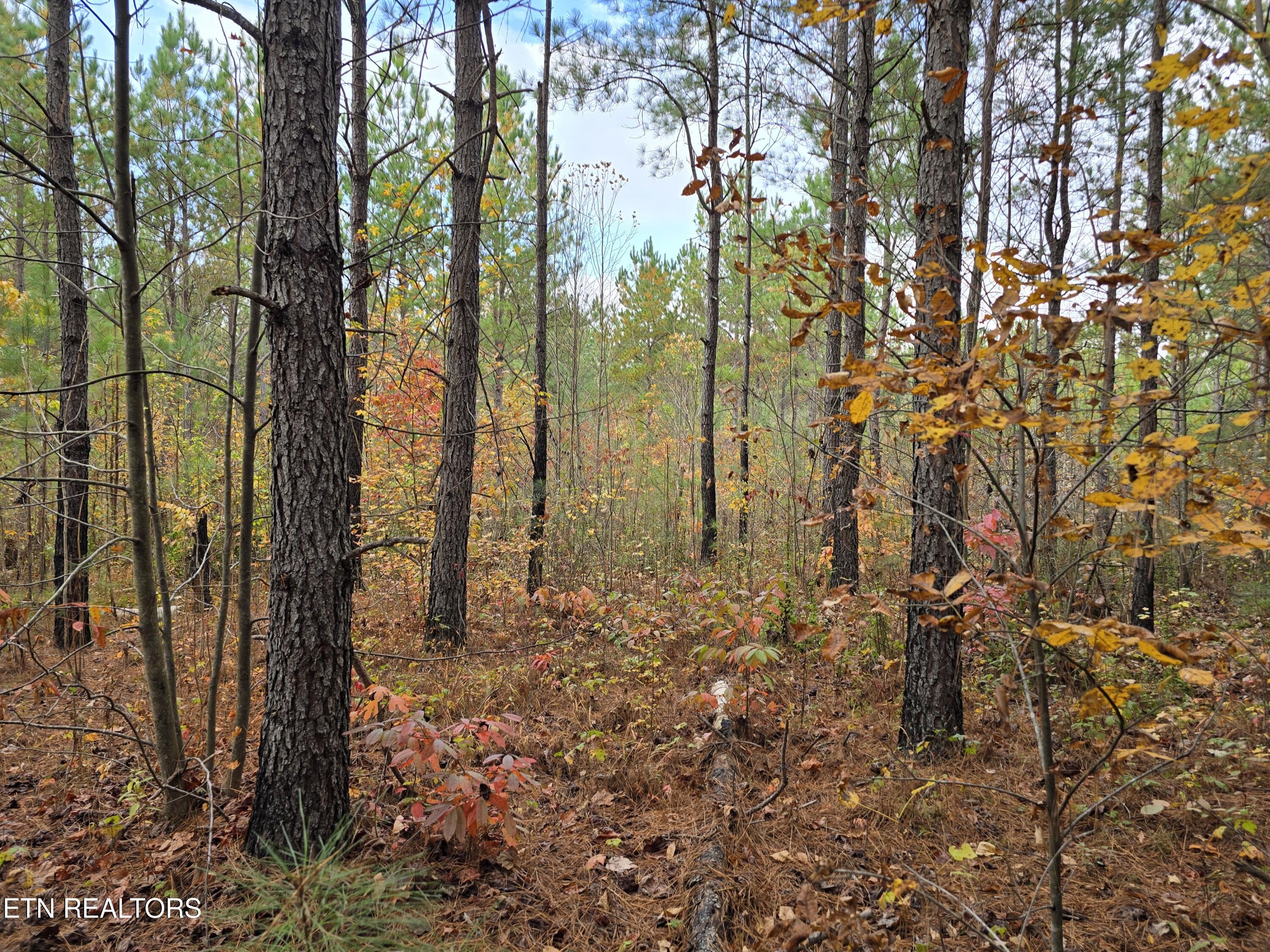 Lot 5 W Robbins Road Robbins TN 37852