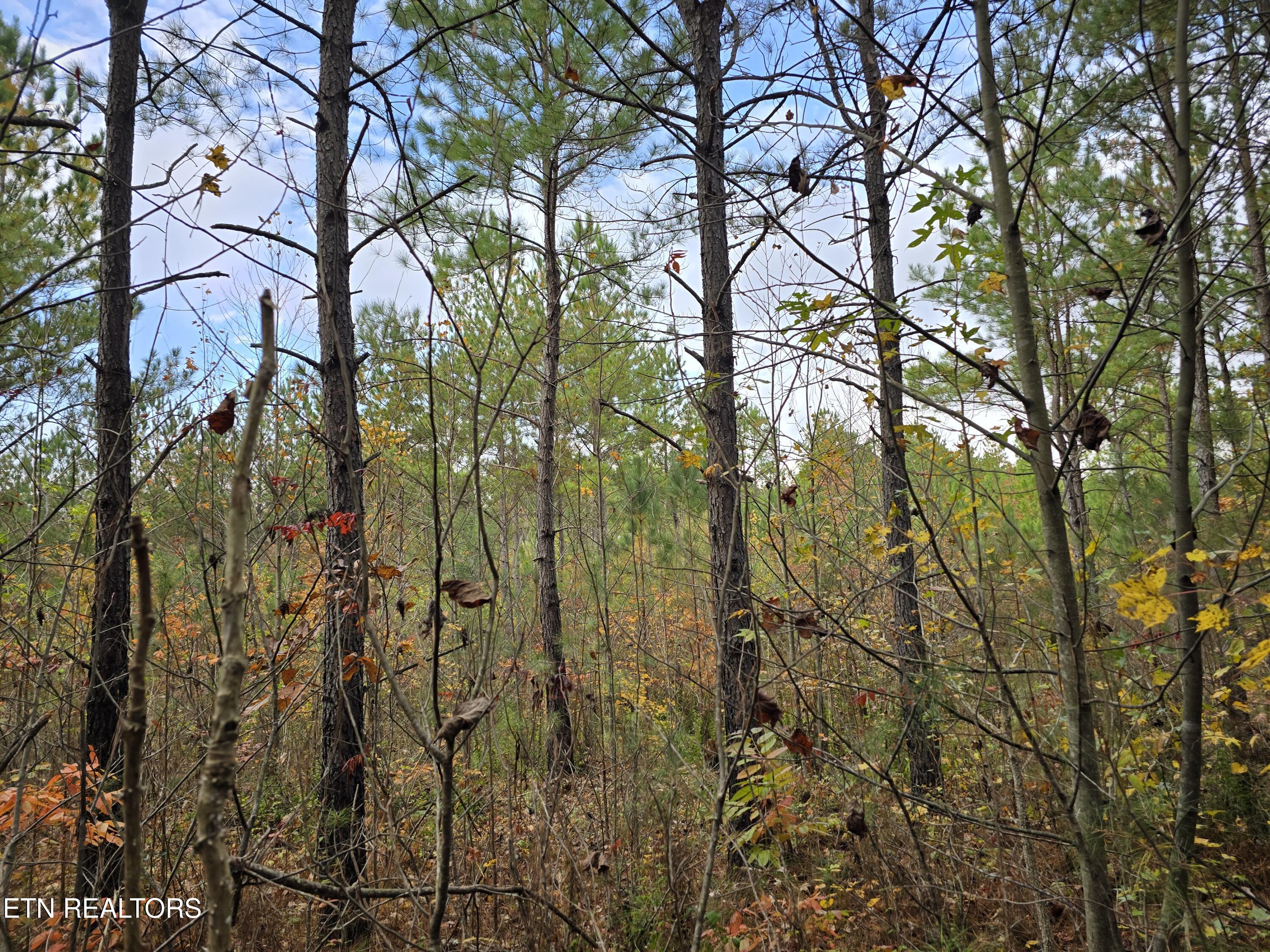 Lot 5 W Robbins Road Robbins TN 37852