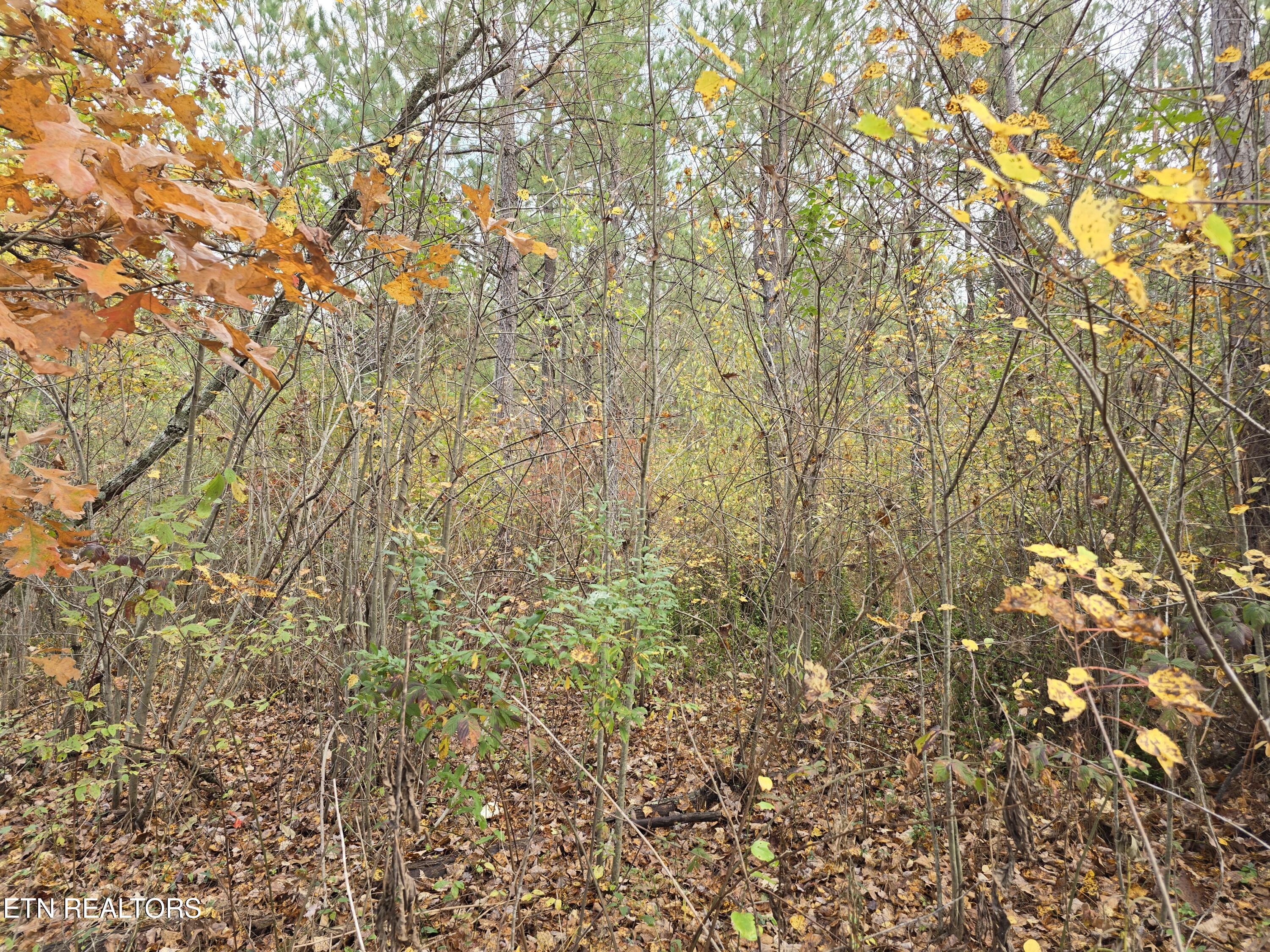 Lot 5 W Robbins Road Robbins TN 37852