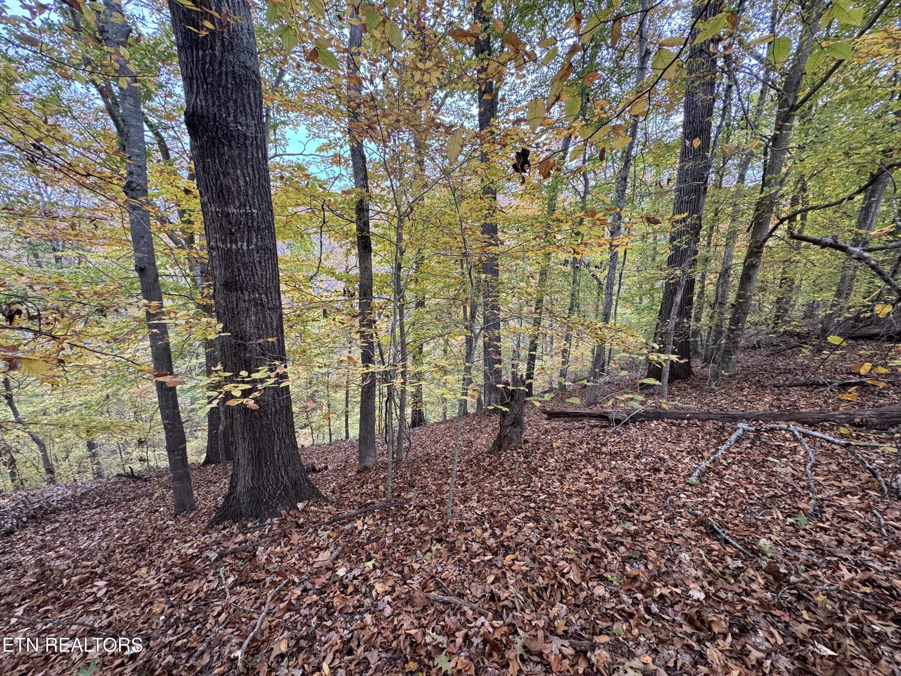 Mountain View Lane Lane Baneberry TN 37890