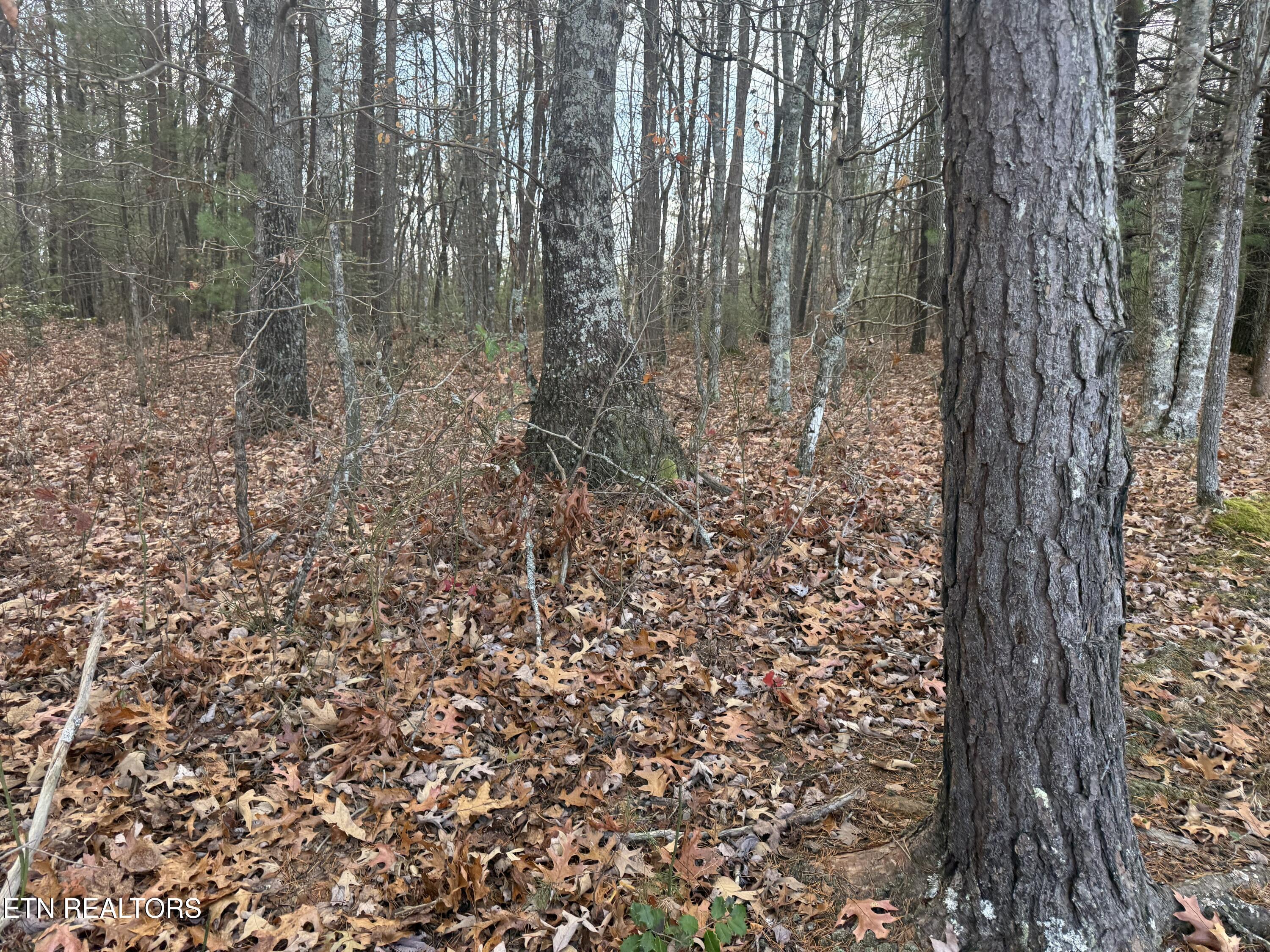 Valerie Drive 10.77 Acres Drive Deer Lodge TN 37726