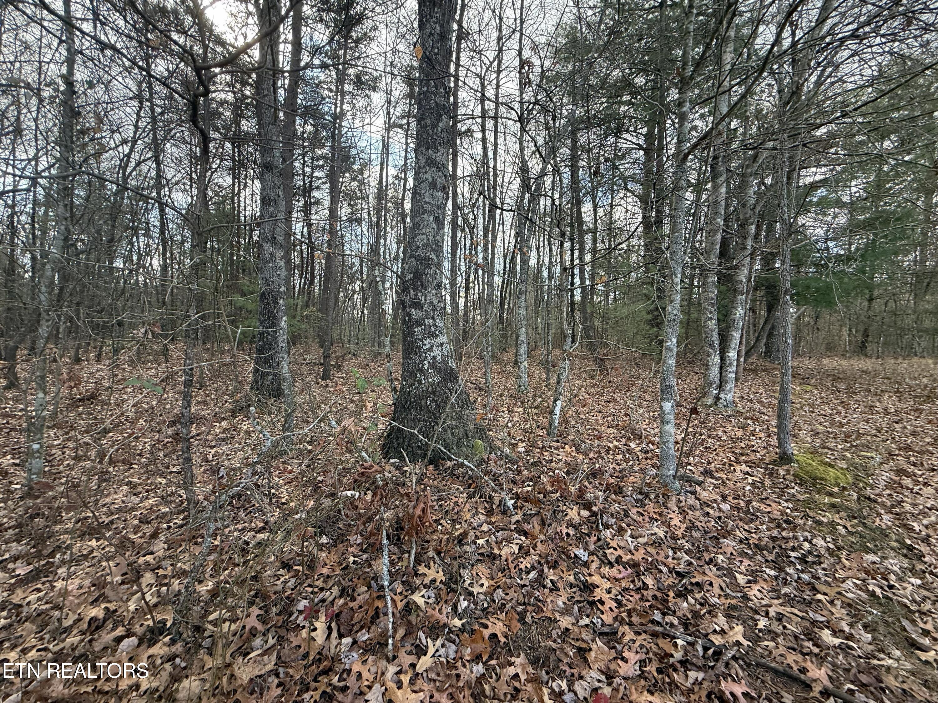 Valerie Drive 10.77 Acres Drive Deer Lodge TN 37726