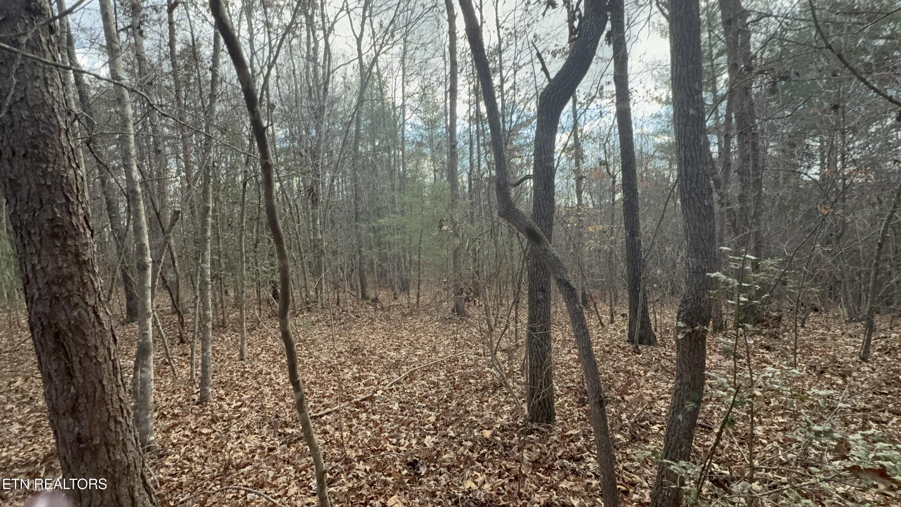 Valerie Drive 10.77 Acres Drive Deer Lodge TN 37726
