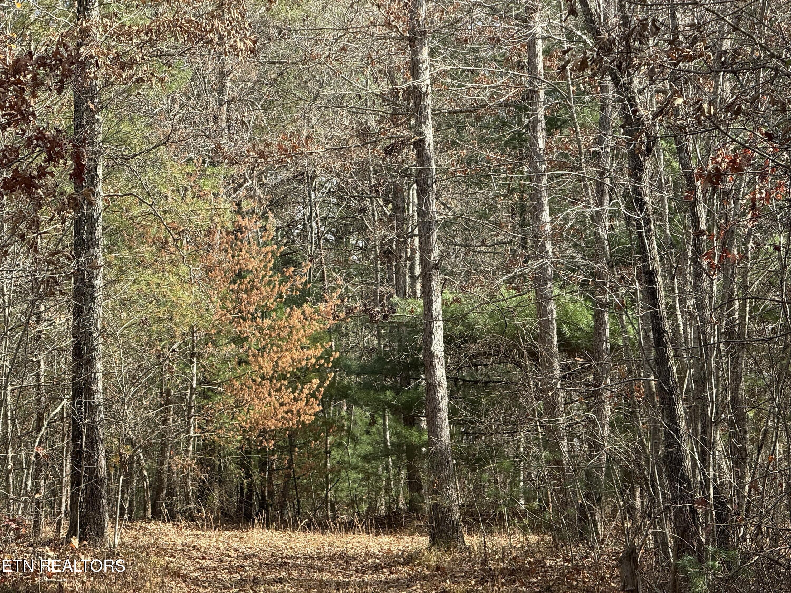 Valerie Drive 10.77 Acres Drive Deer Lodge TN 37726