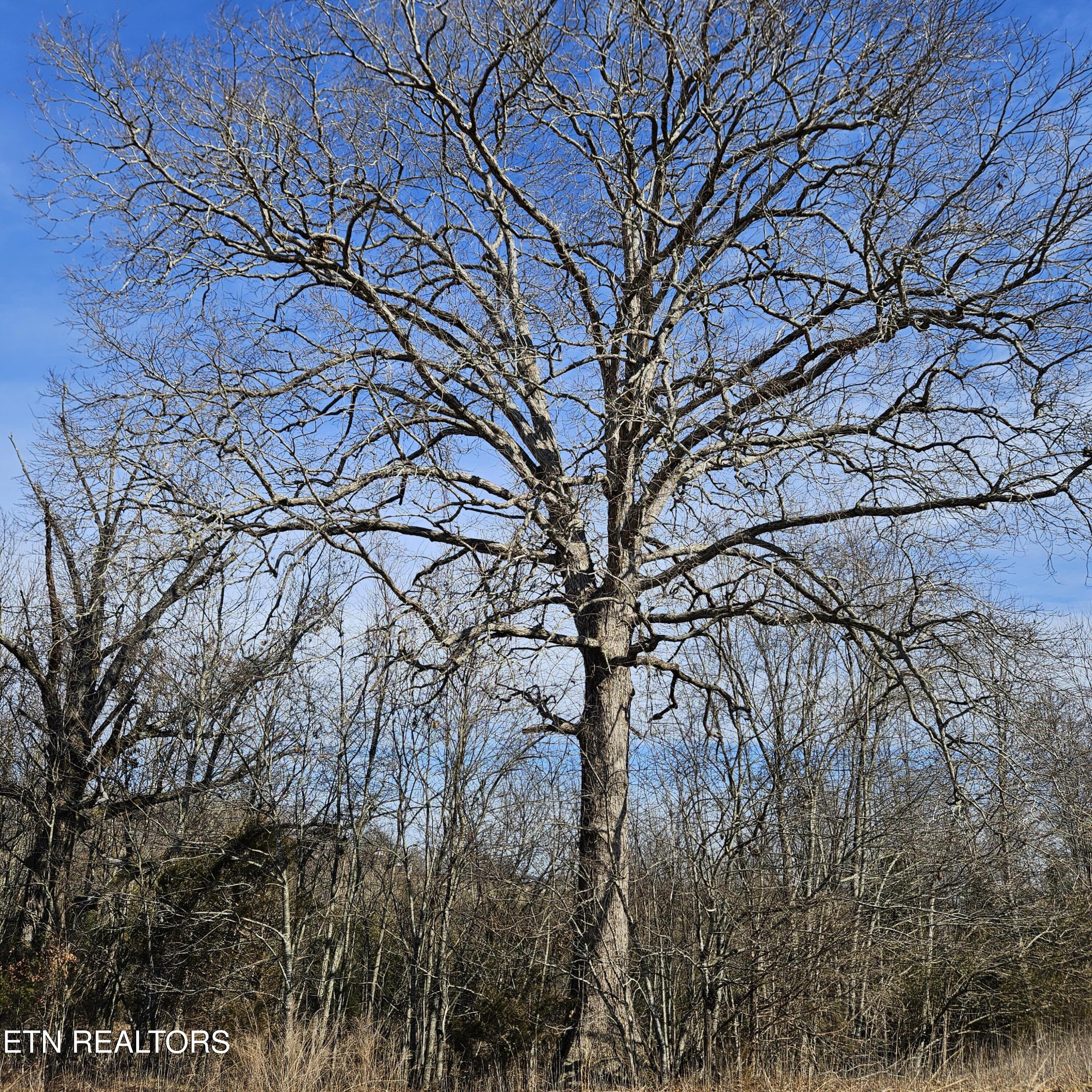 Lot 25 Ranch Road Blaine TN 37709
