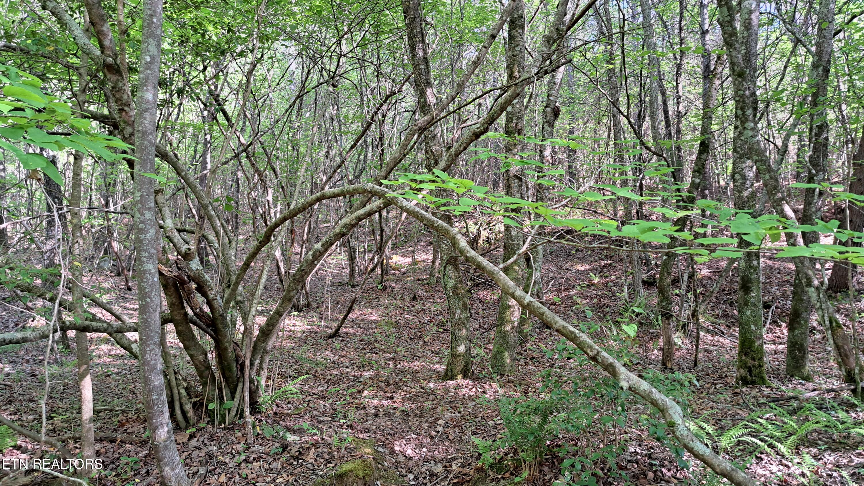 Lot 23 Cornerstone Drive Rockwood TN 37854