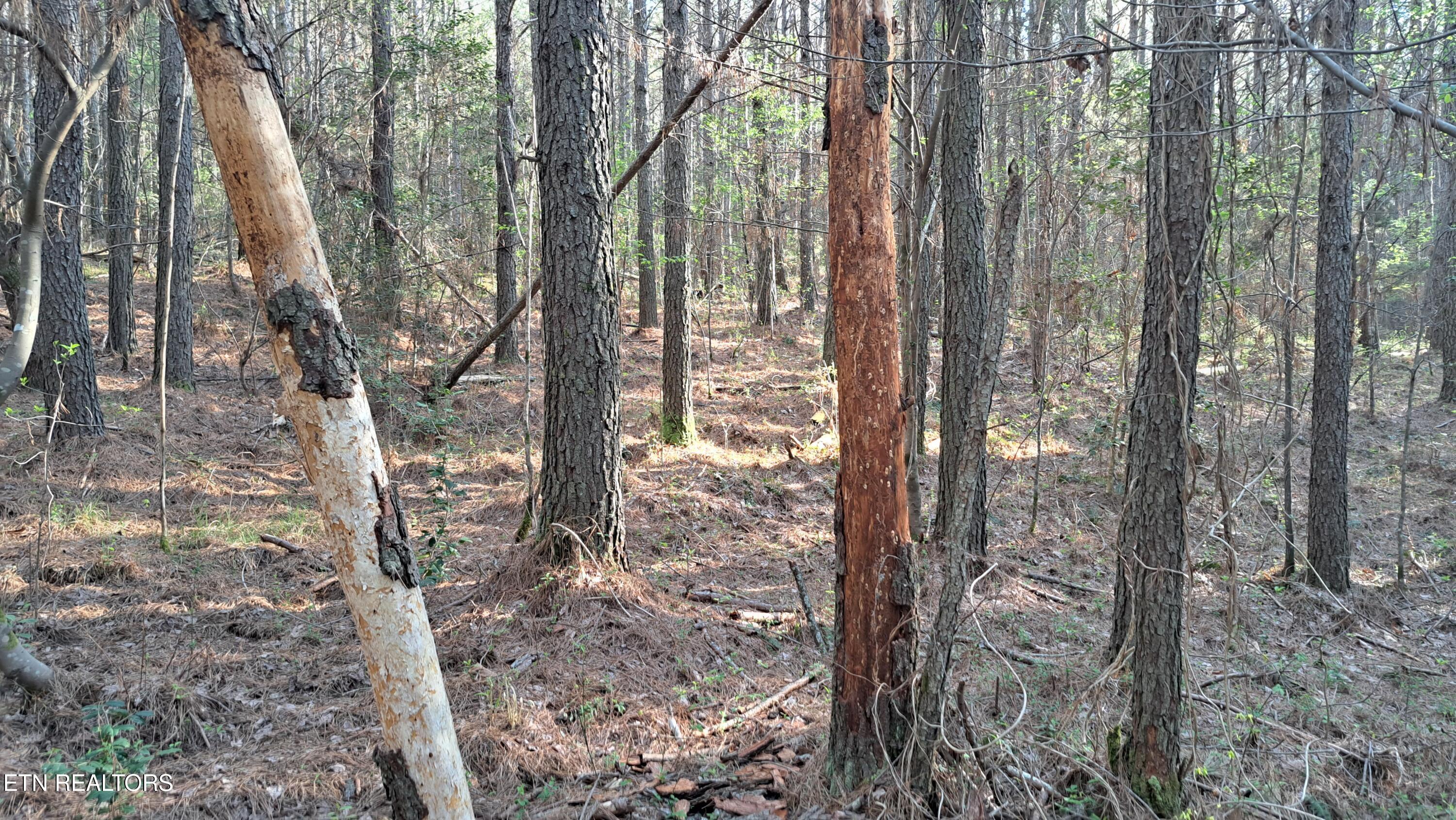 Lot 23 Cornerstone Drive Rockwood TN 37854