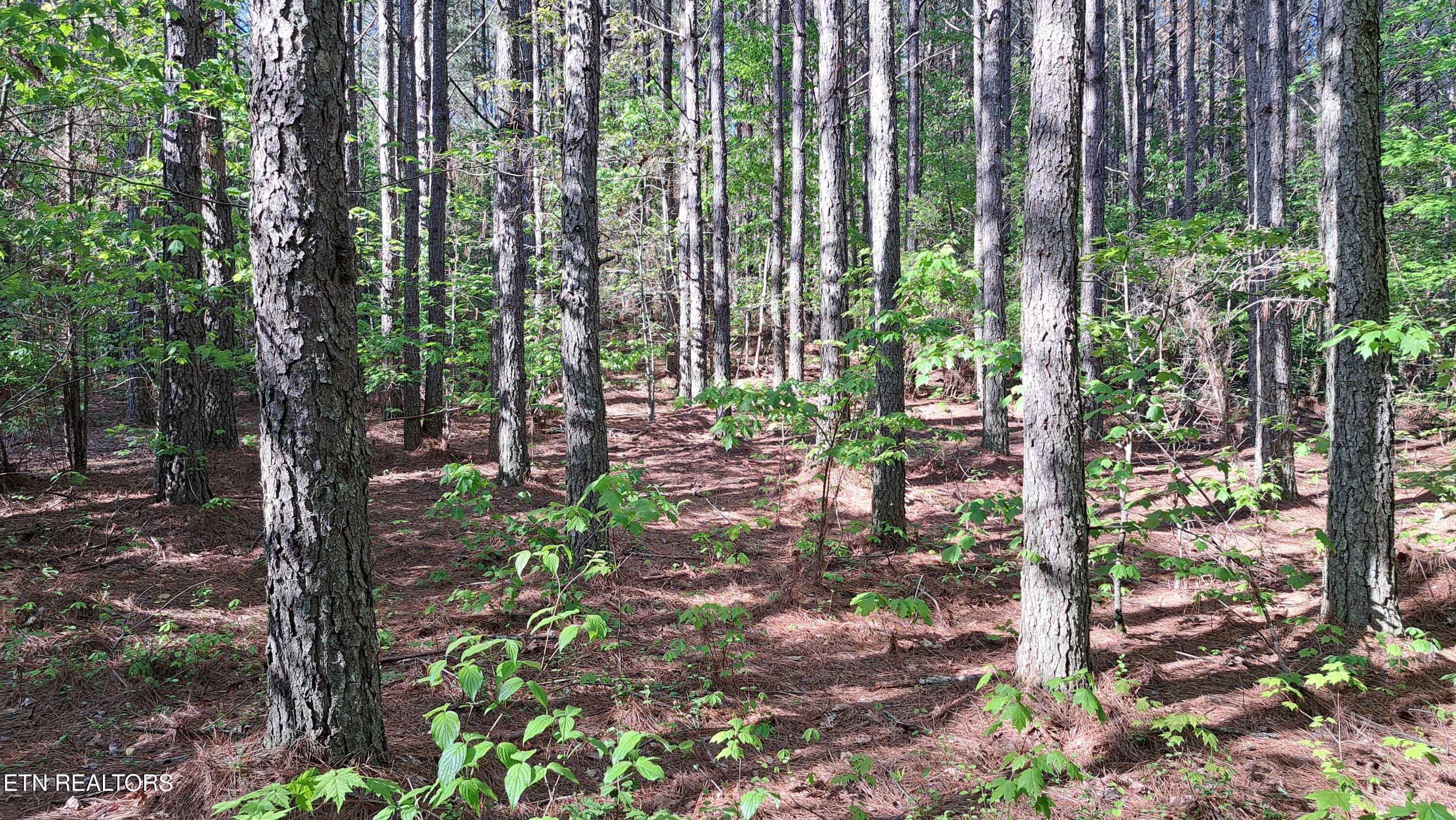 Lot 23 Cornerstone Drive Rockwood TN 37854