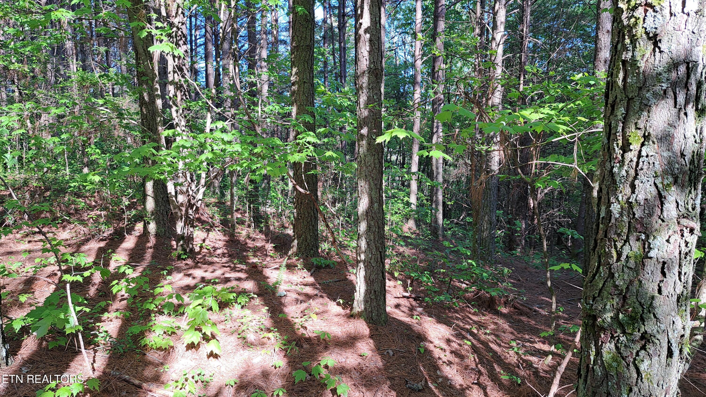 Lot 23 Cornerstone Drive Rockwood TN 37854