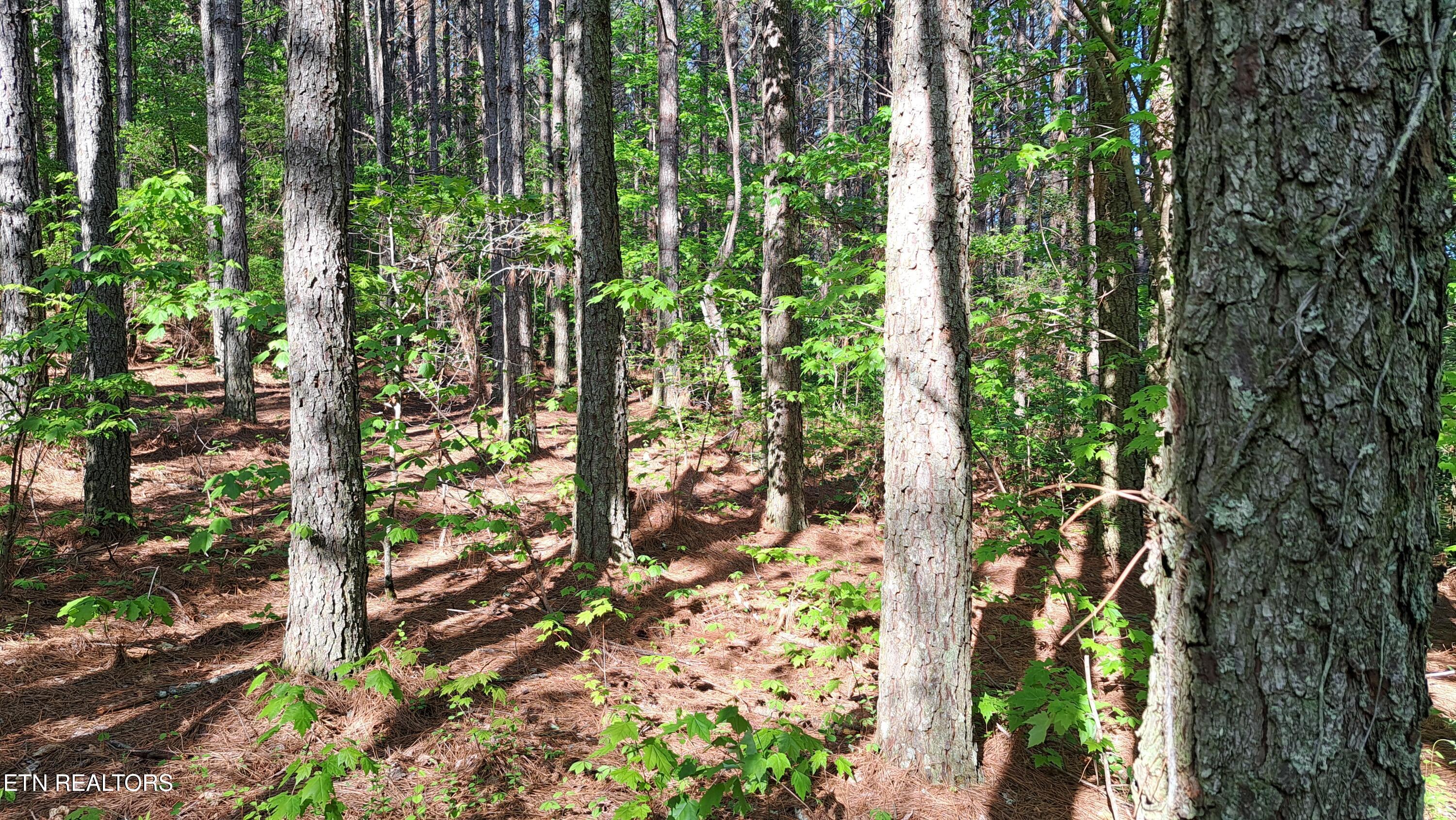 Lot 23 Cornerstone Drive Rockwood TN 37854