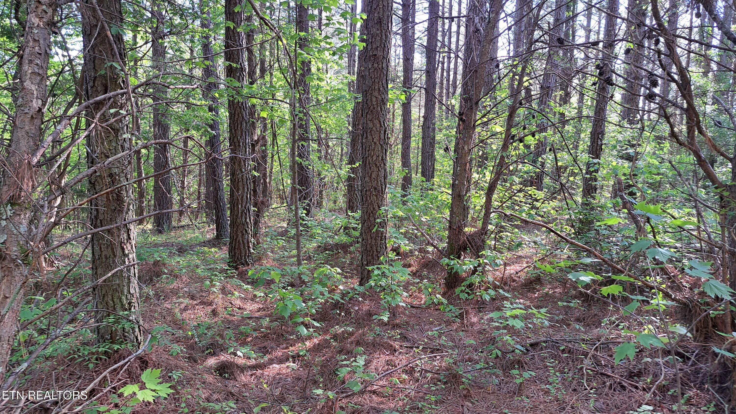 Lot 23 Cornerstone Drive Rockwood TN 37854