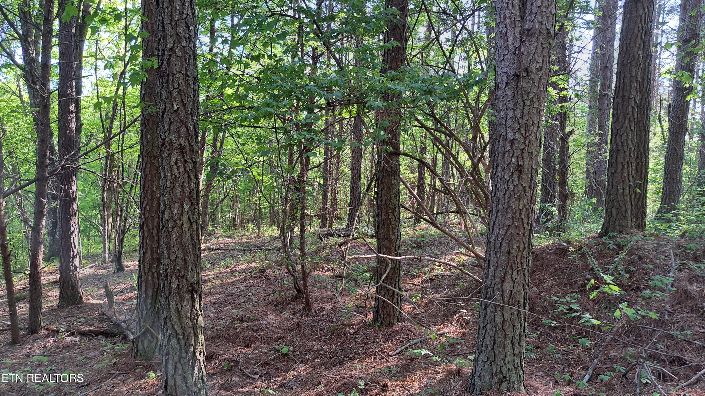 Lot 23 Cornerstone Drive Rockwood TN 37854