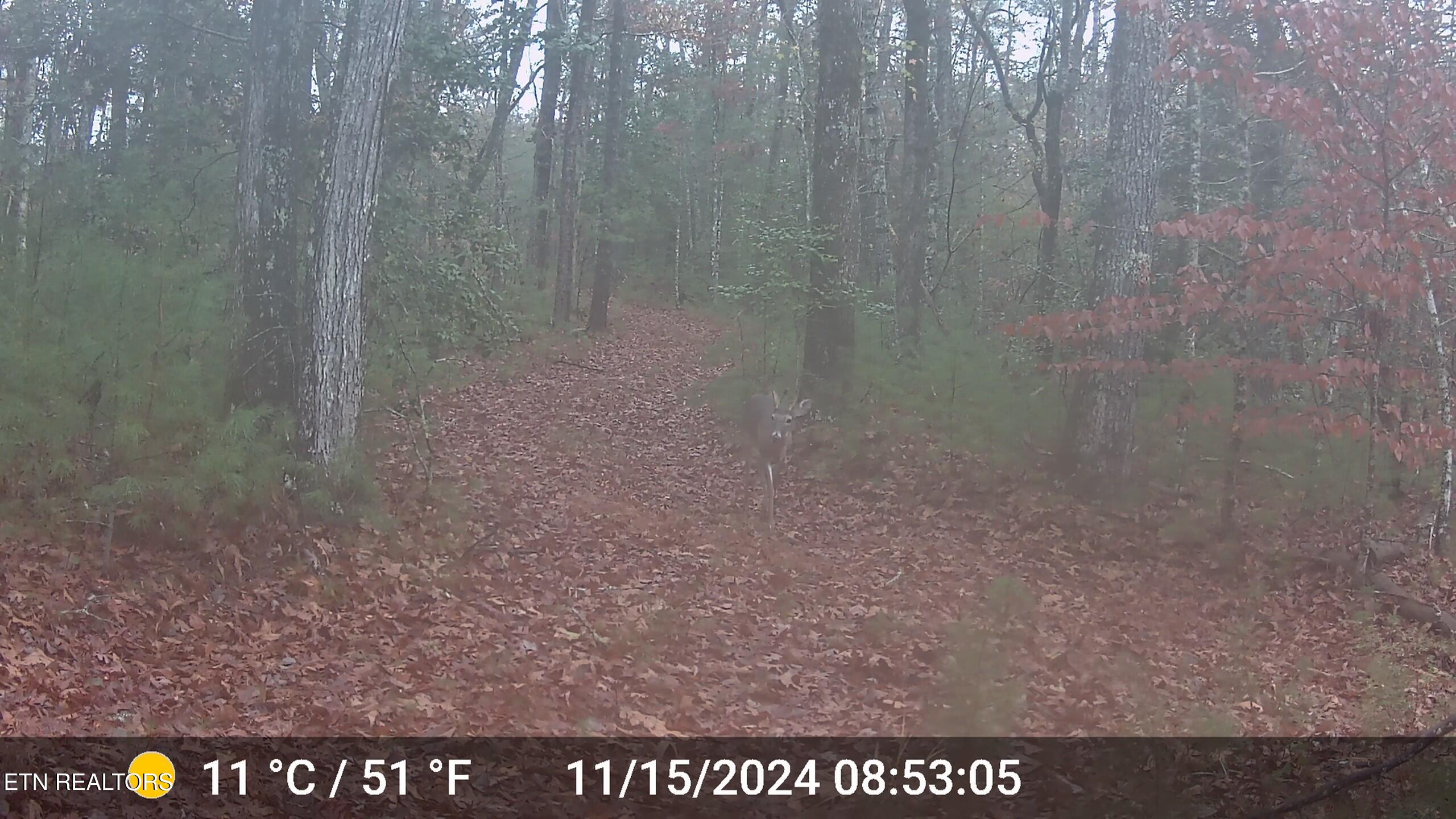 37+/- Hambright Drive Road Reliance TN 37369