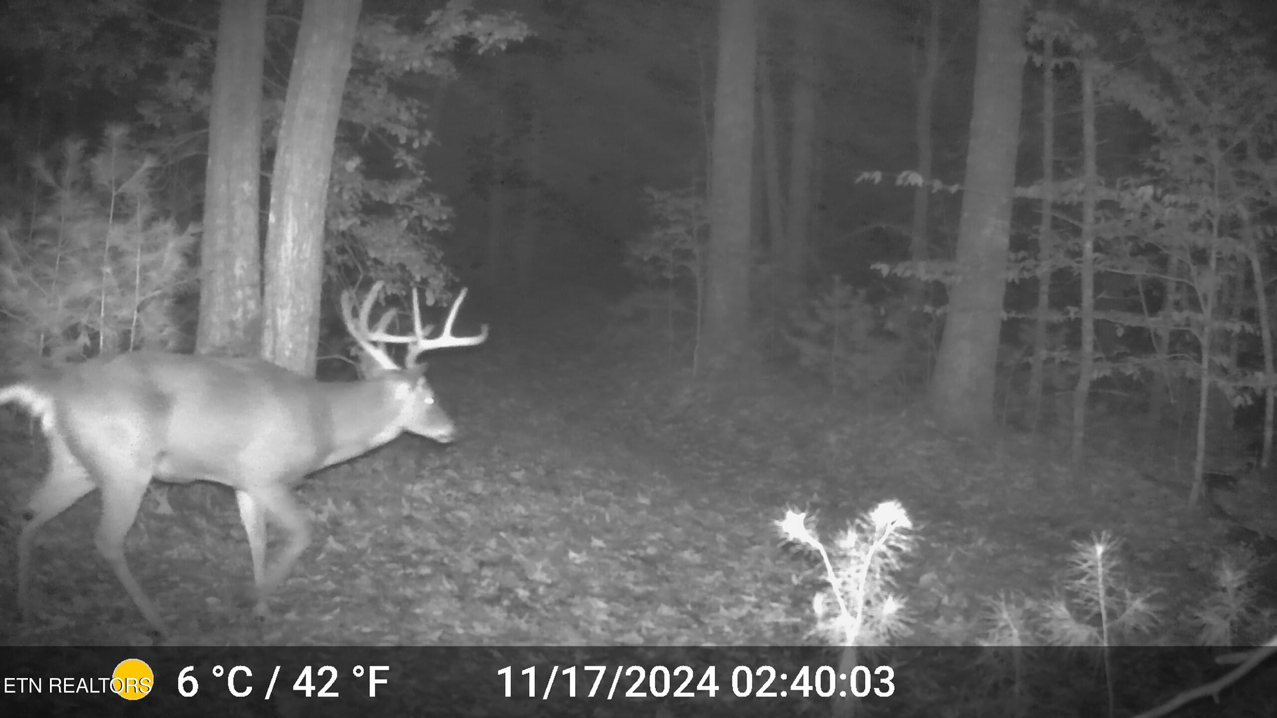 37+/- Hambright Drive Road Reliance TN 37369
