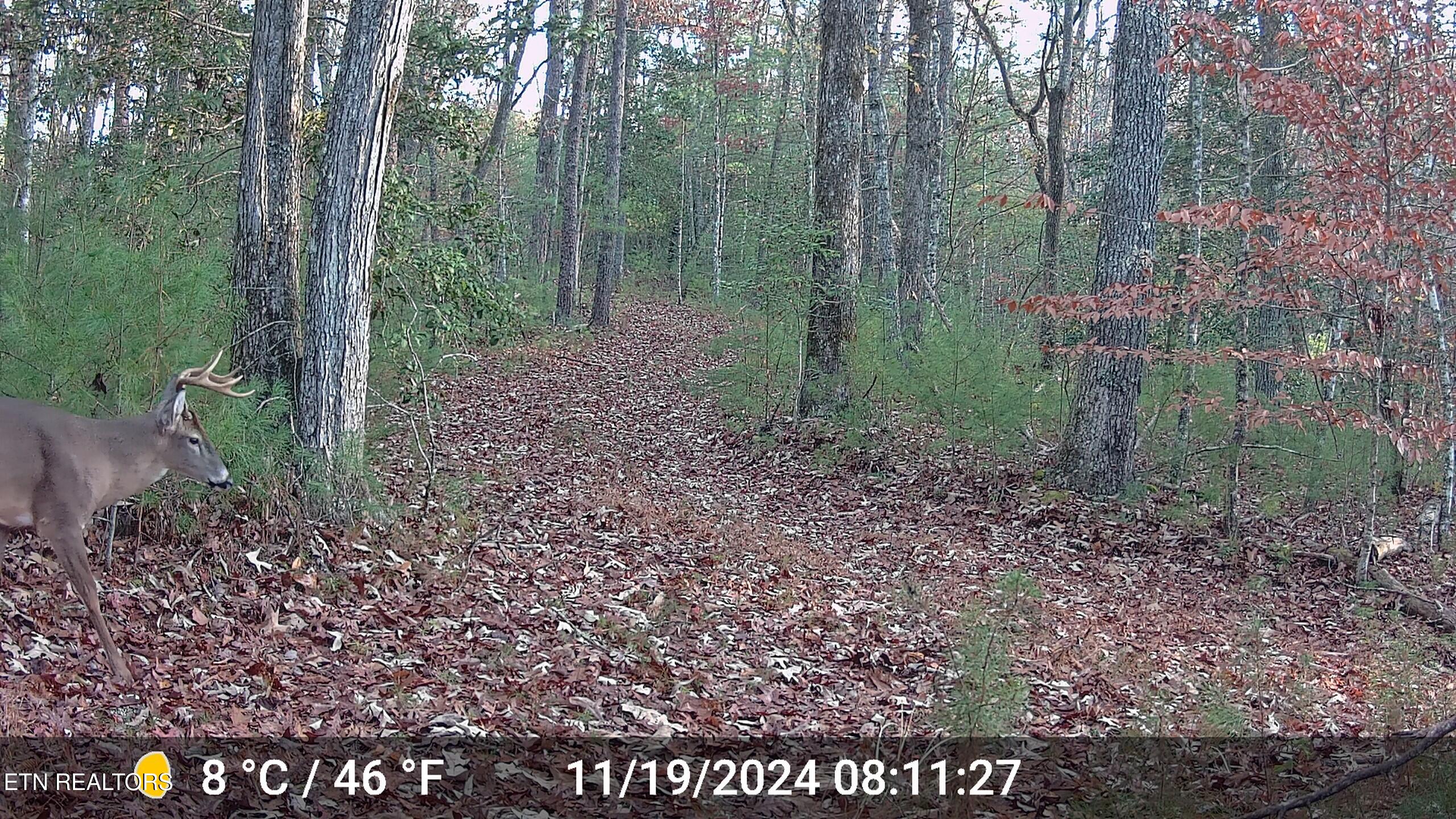 37+/- Hambright Drive Road Reliance TN 37369