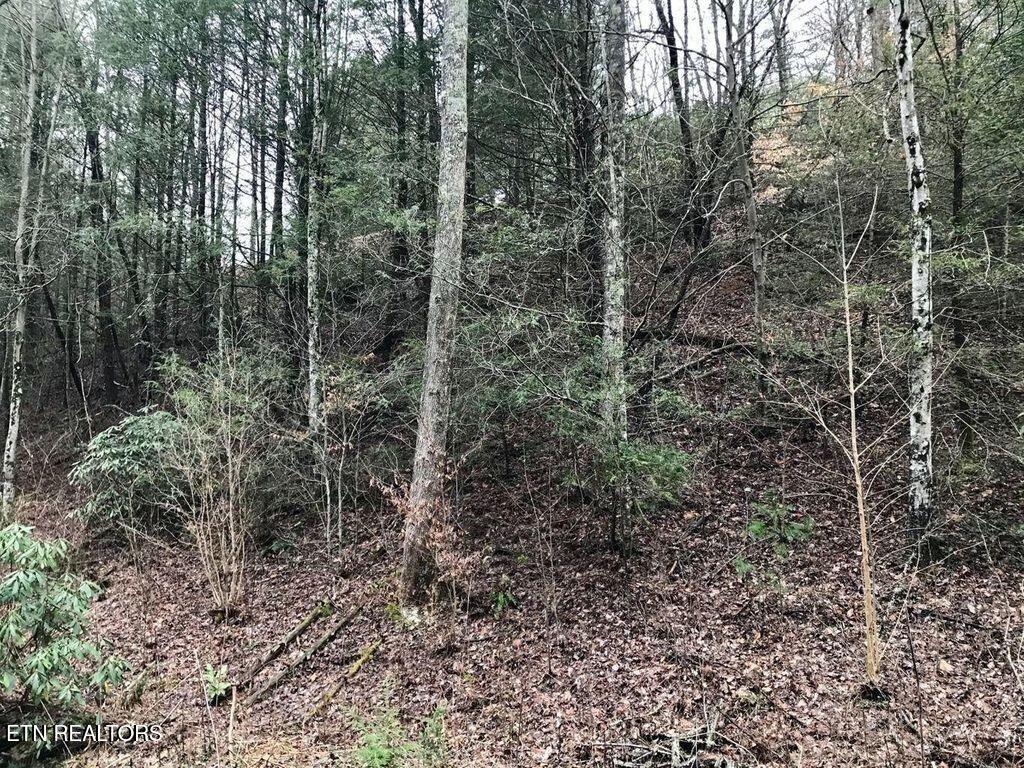 0 Butler Branch Road Gatlinburg TN 37738