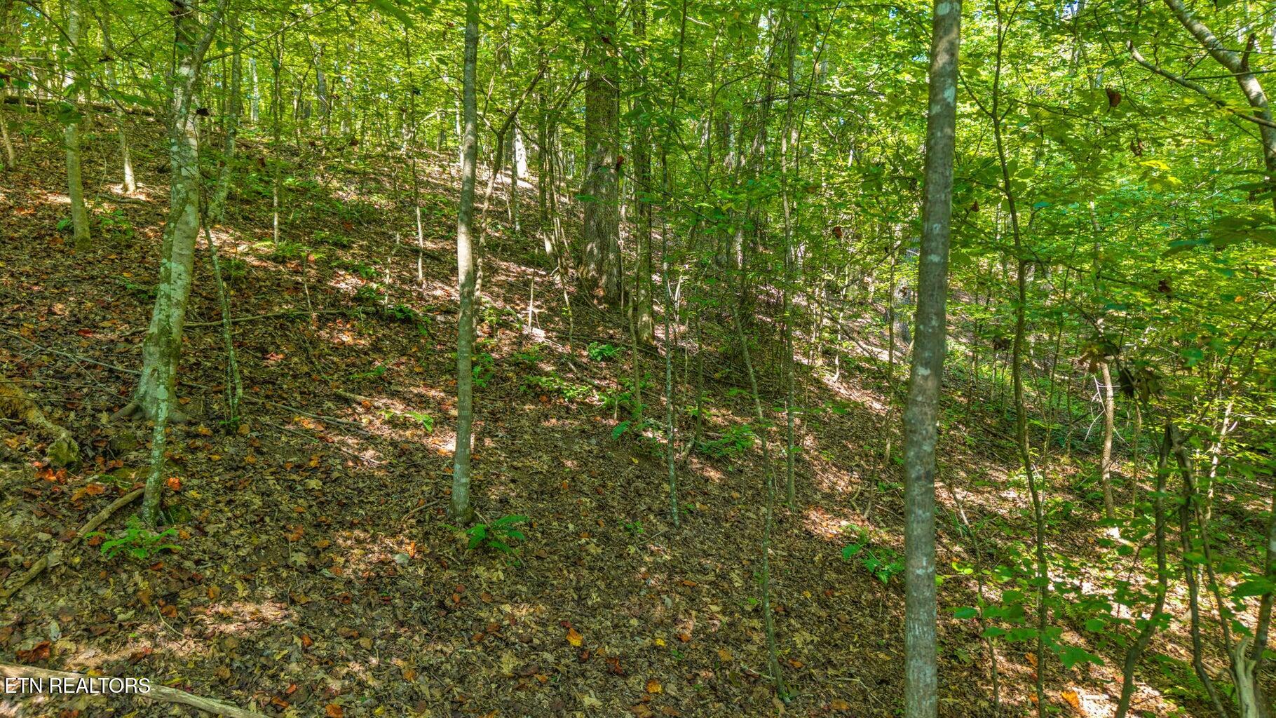 0 Eagle Point Drive Lot 8 Rockwood TN 37854