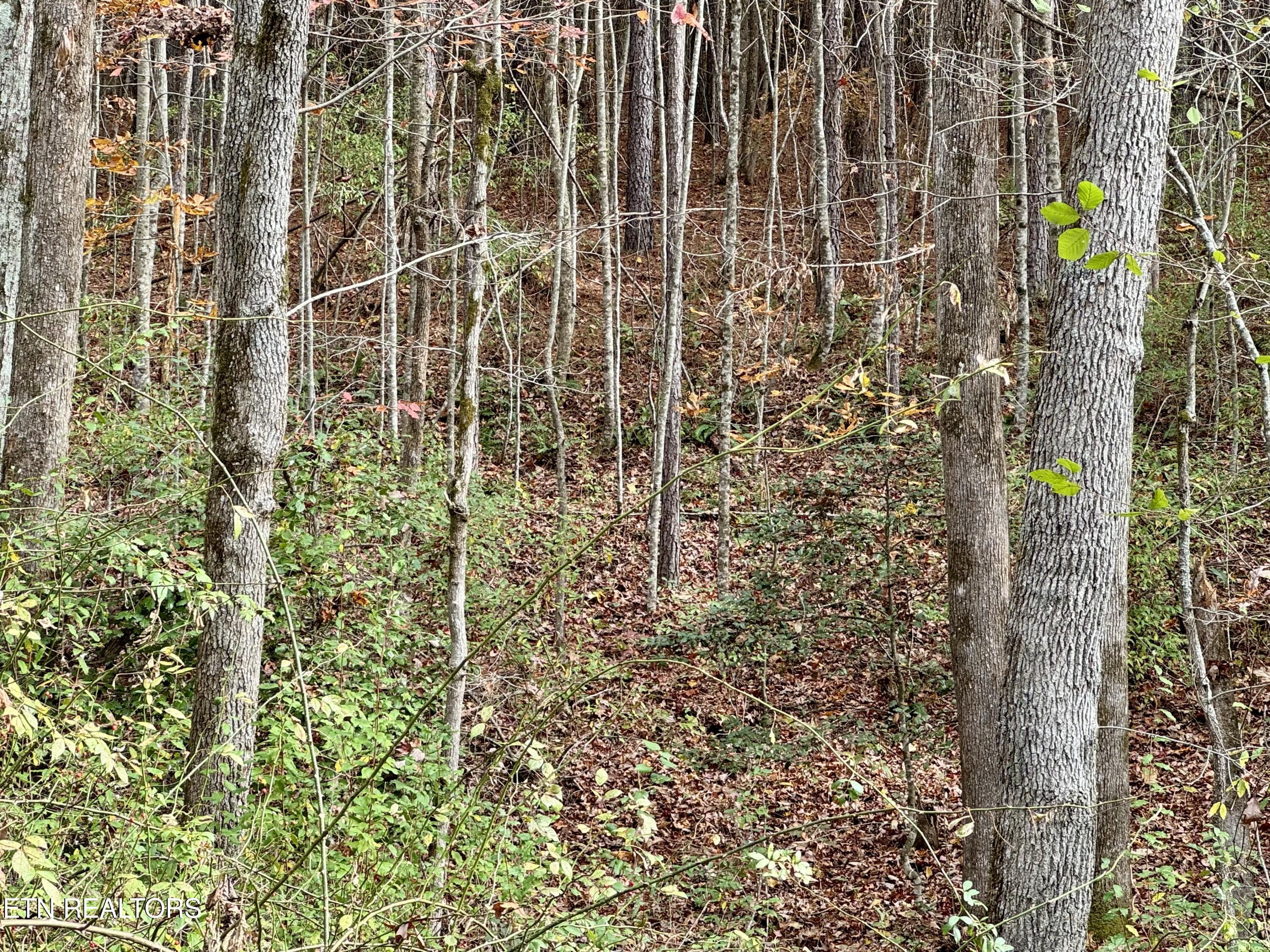 Lower Rockwood Road Lot 22 Rockwood TN 37854
