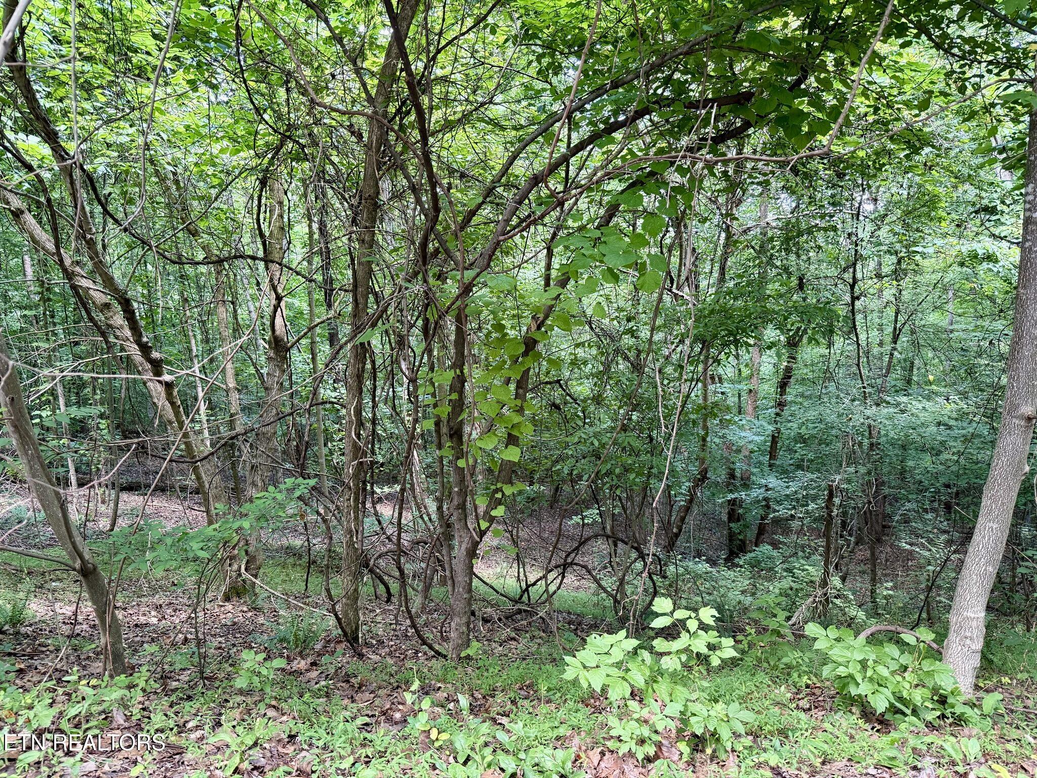 Moonstone Lane New Tazewell TN 37825