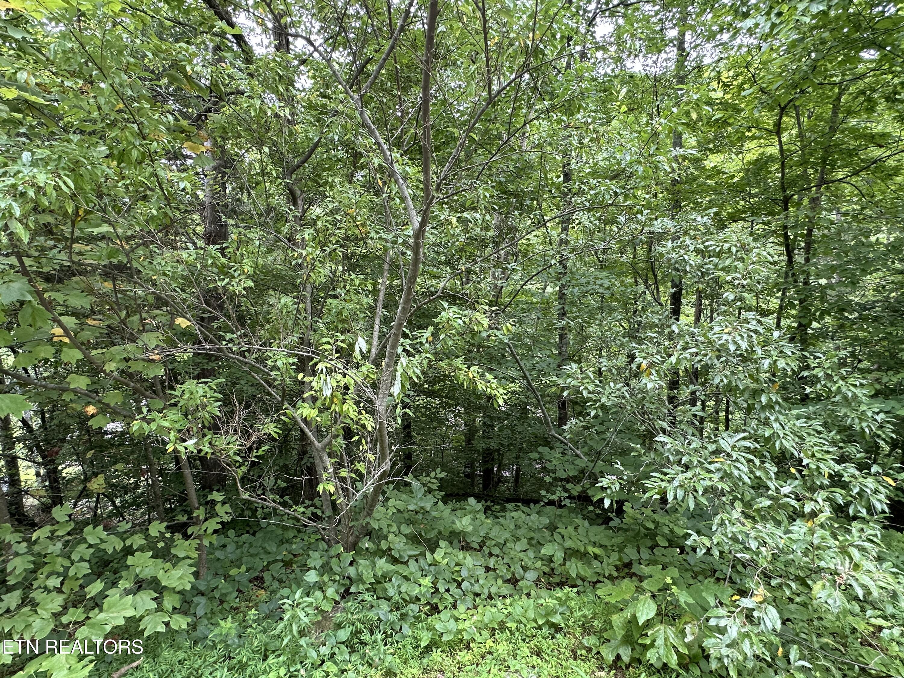 Lot 21 Ridge Road Caryville TN 37714
