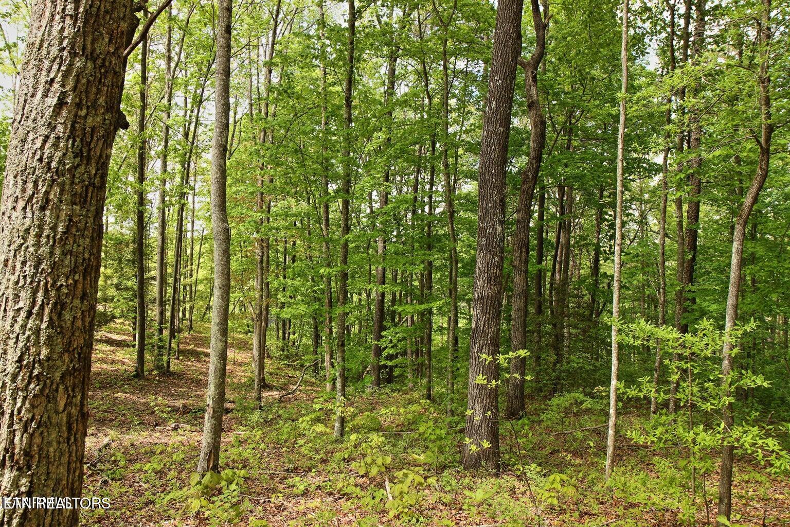 Lot 17 Emerald Drive Jamestown TN 38556