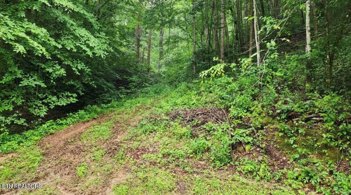 4473 Chavis Road Cosby TN 37722