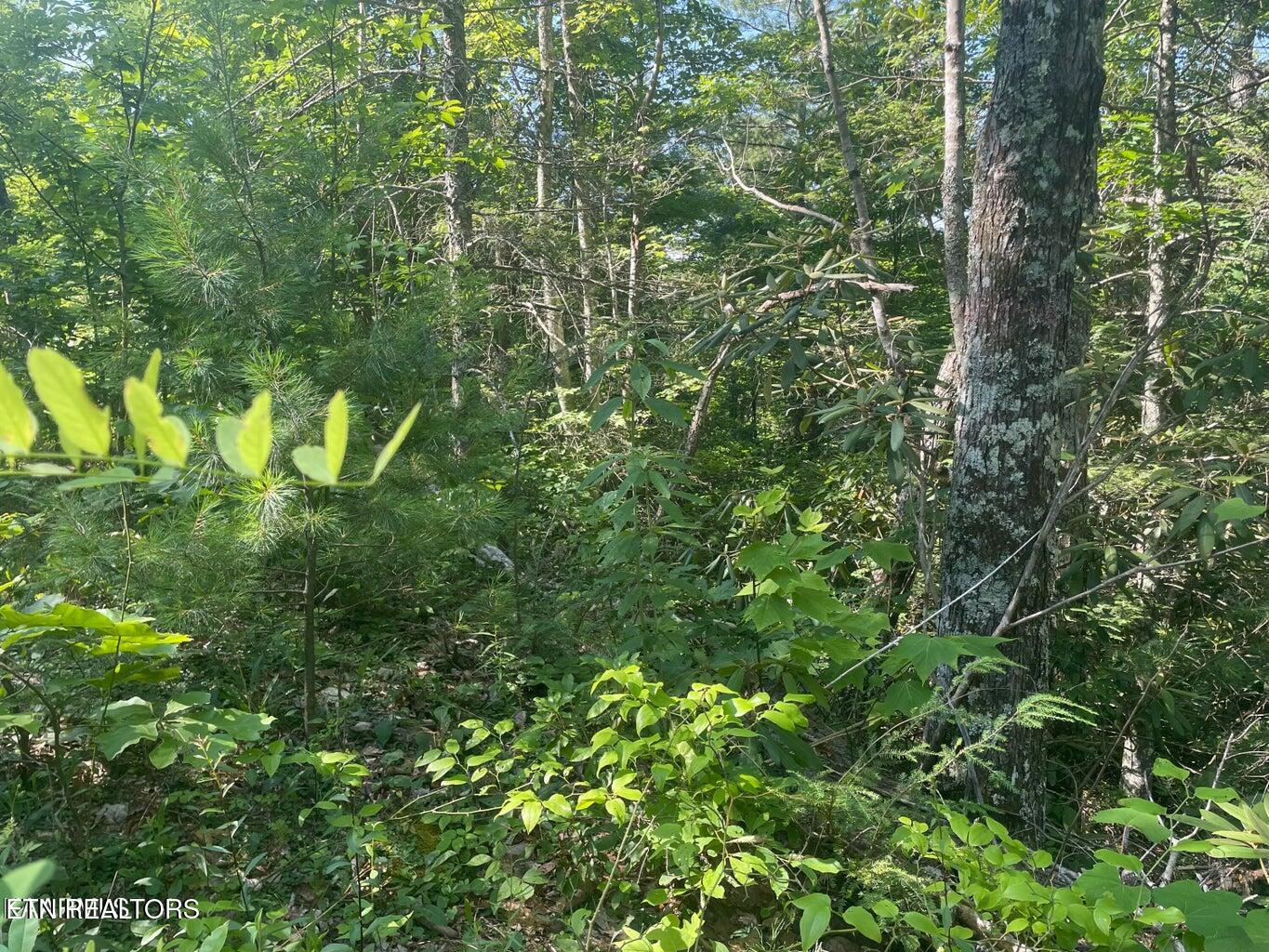 Lot 1 Sycamore Street Sevierville TN 37876