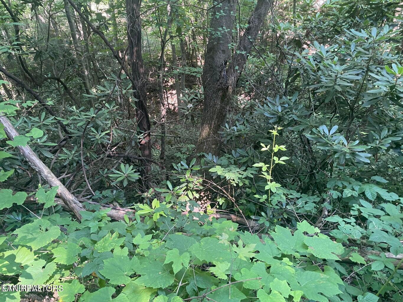 Lot 1 Sycamore Street Sevierville TN 37876