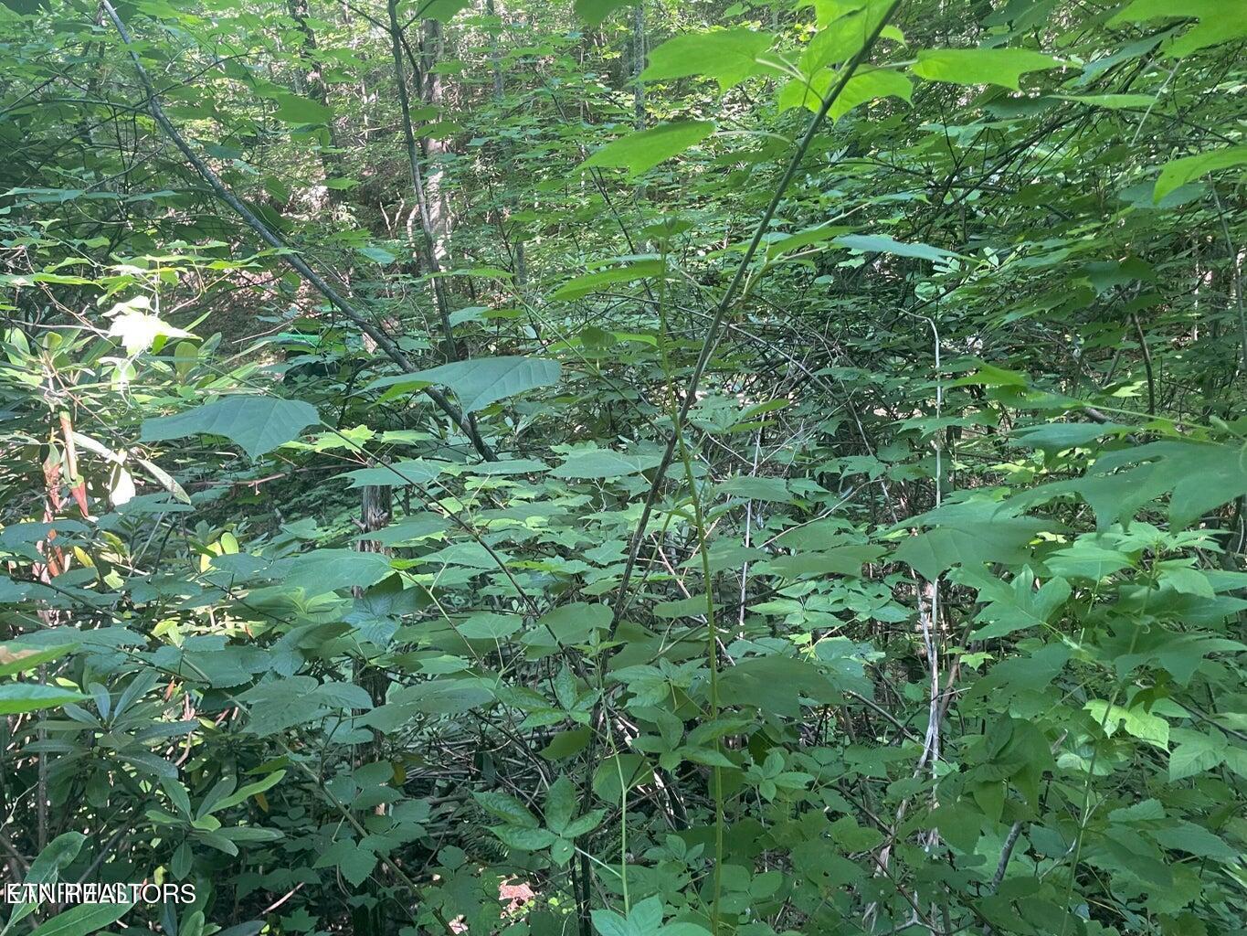 Lot 1 Sycamore Street Sevierville TN 37876