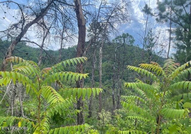 Lot 4 River Birch Way Sevierville TN 37862