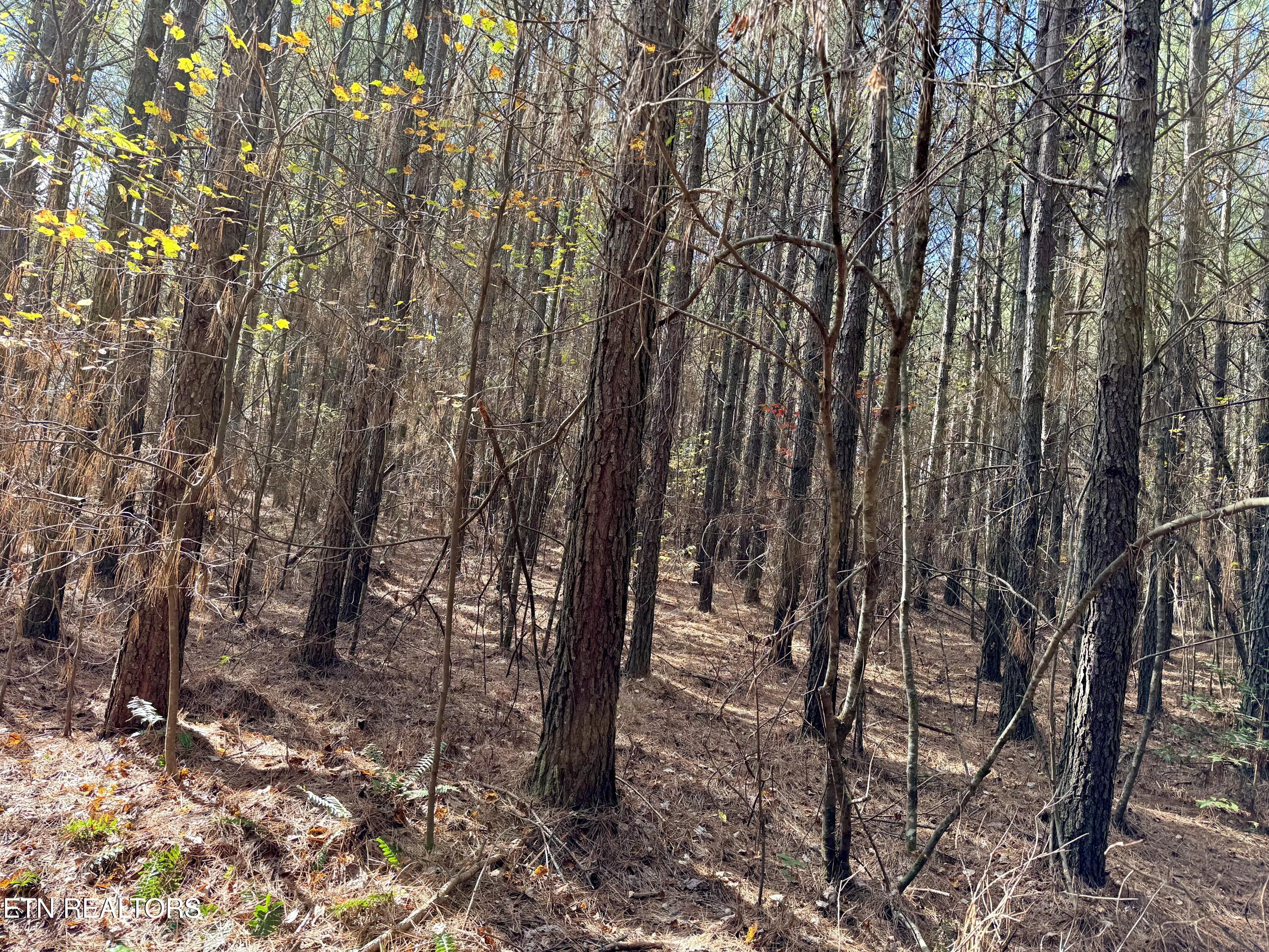 Lower Rockwood Road Lot 23 Rockwood TN 37854