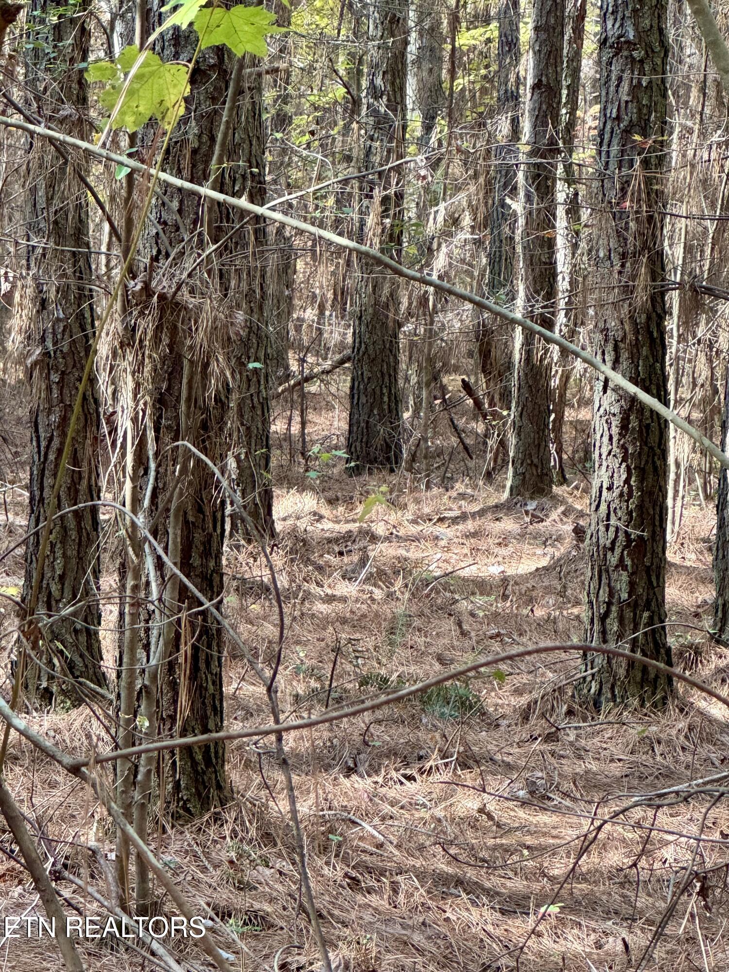 Lower Rockwood Road Lot 23 Rockwood TN 37854