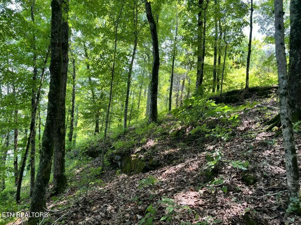 0 Donaldson Light Lane Lenoir City TN 37772