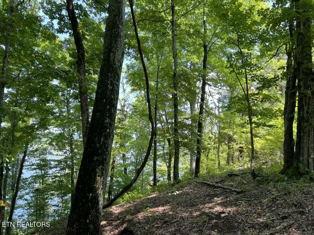 0 Donaldson Light Lane Lenoir City TN 37772