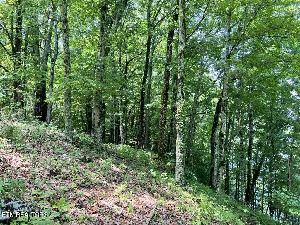0 Donaldson Light Lane Lenoir City TN 37772