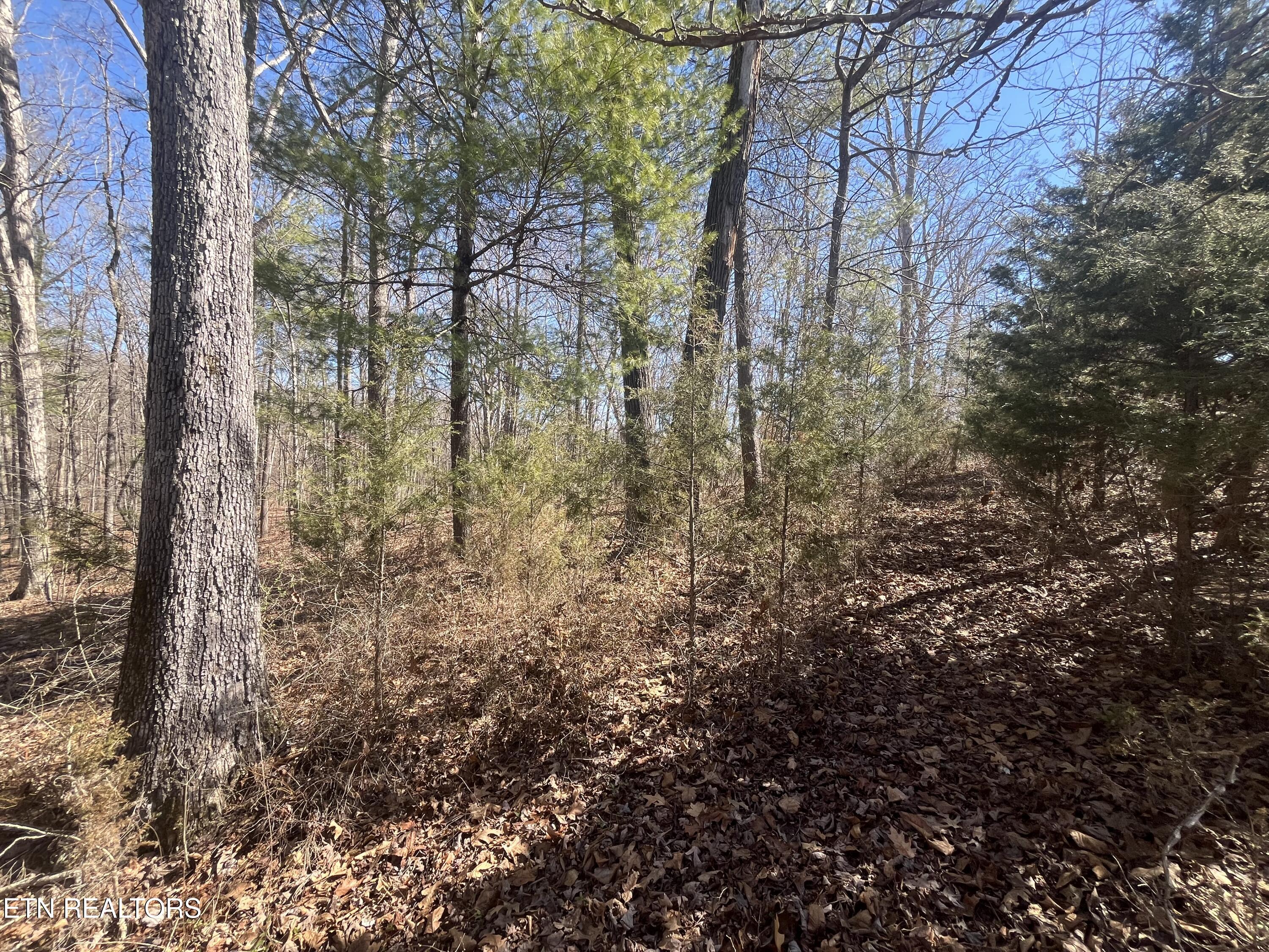 209 Appaloosa Trail Rockwood TN 37854