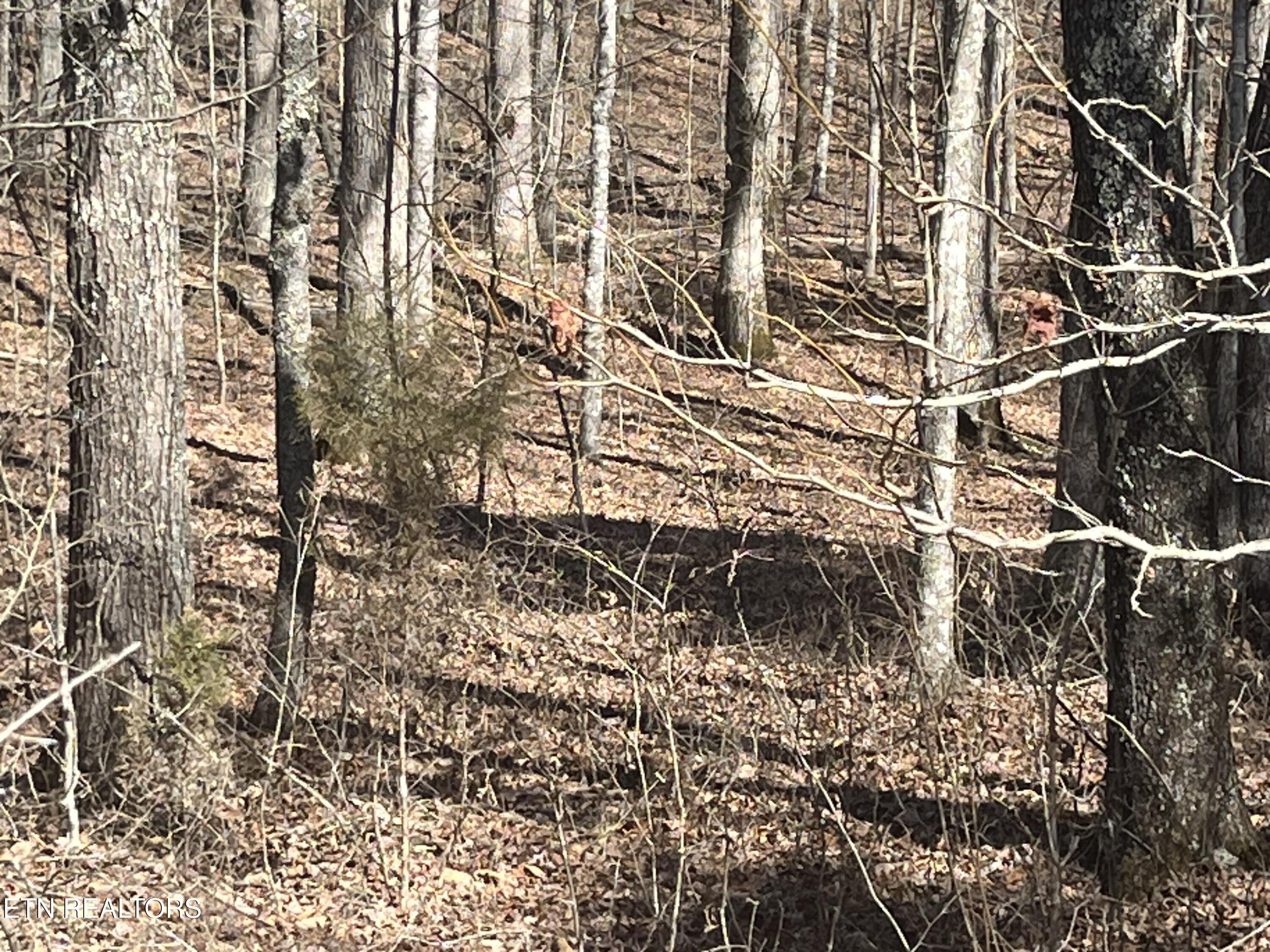 209 Appaloosa Trail Rockwood TN 37854