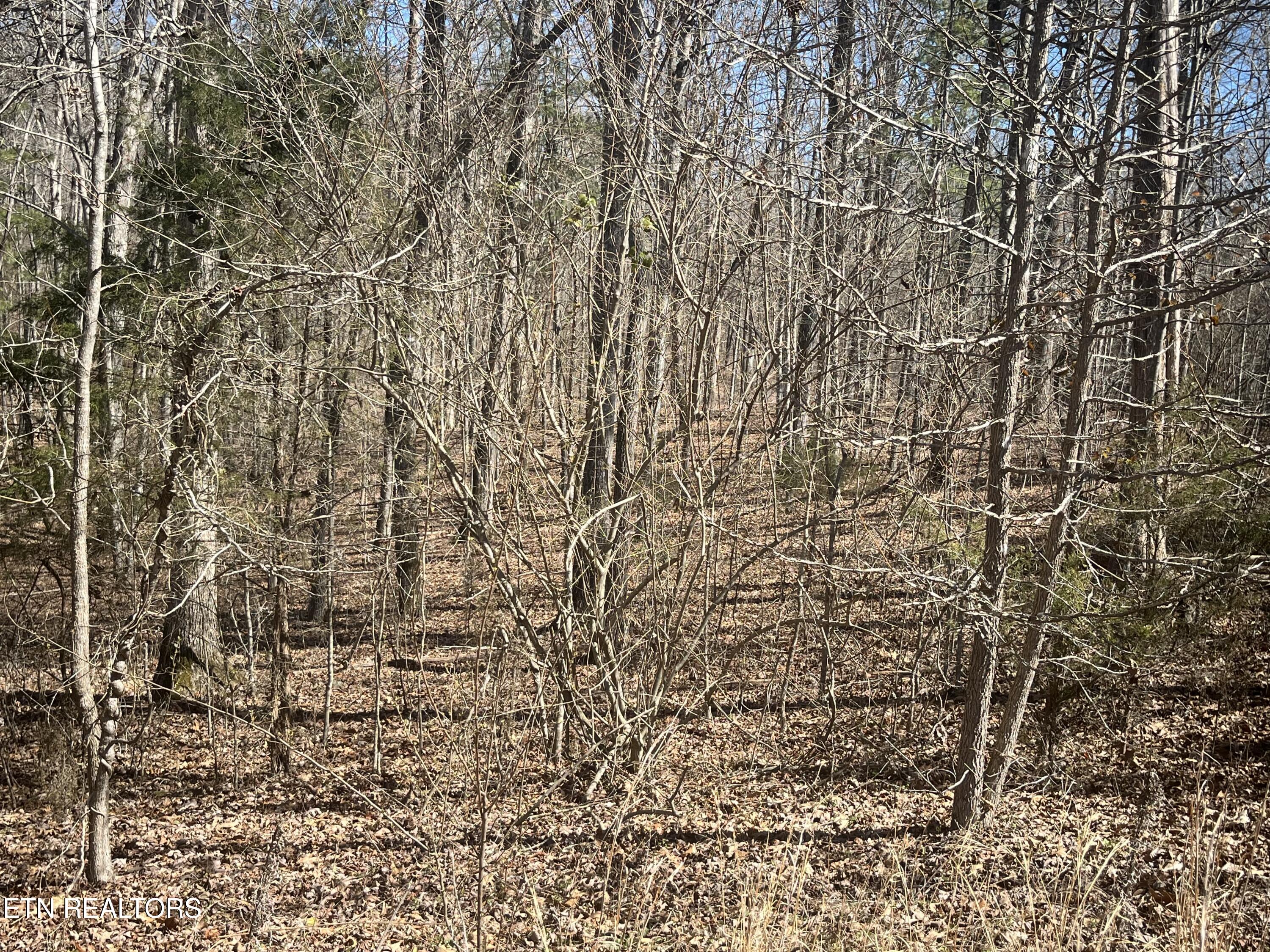 209 Appaloosa Trail Rockwood TN 37854