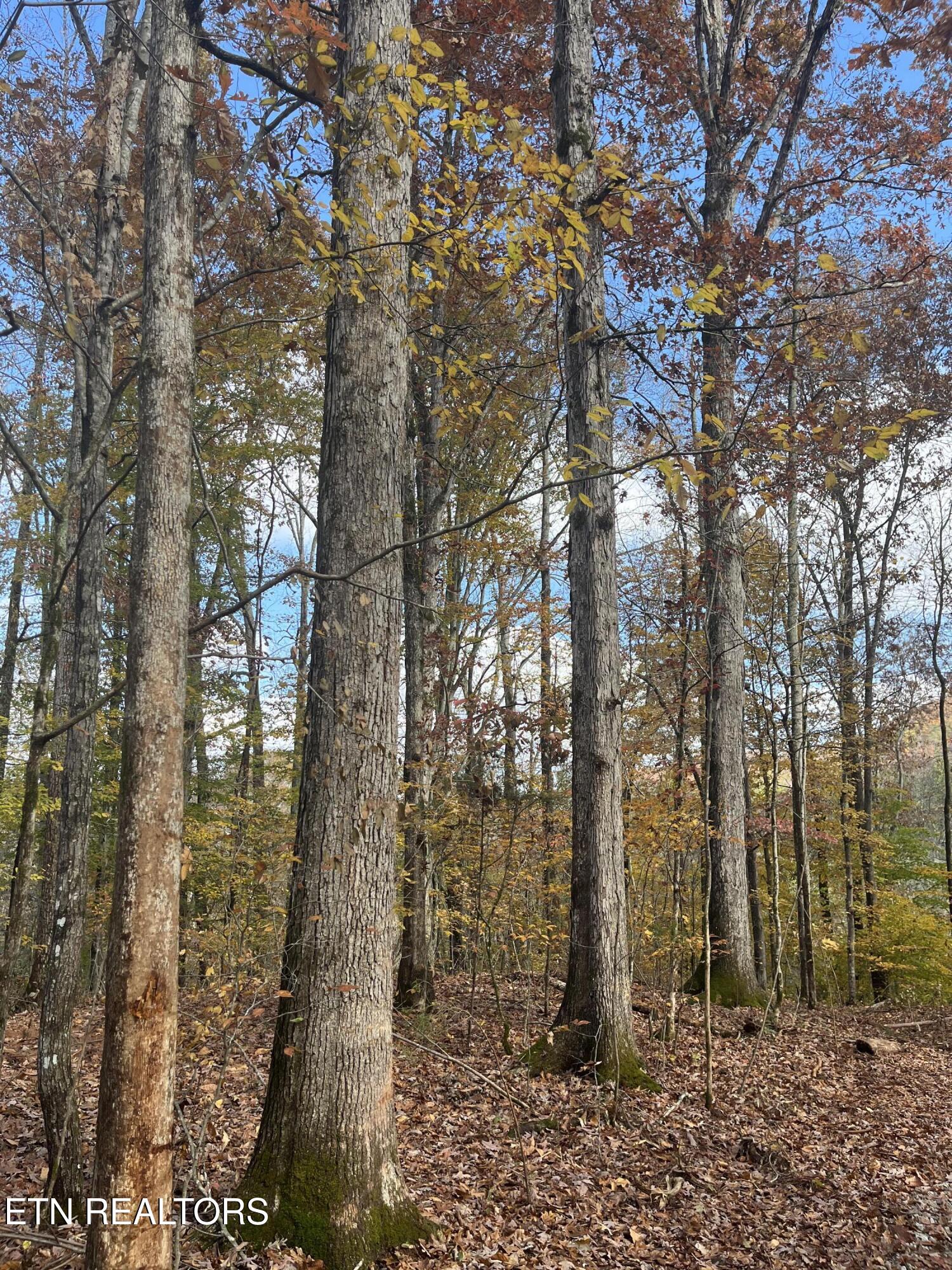 2168 Fairview Road Tellico Plains TN 37385