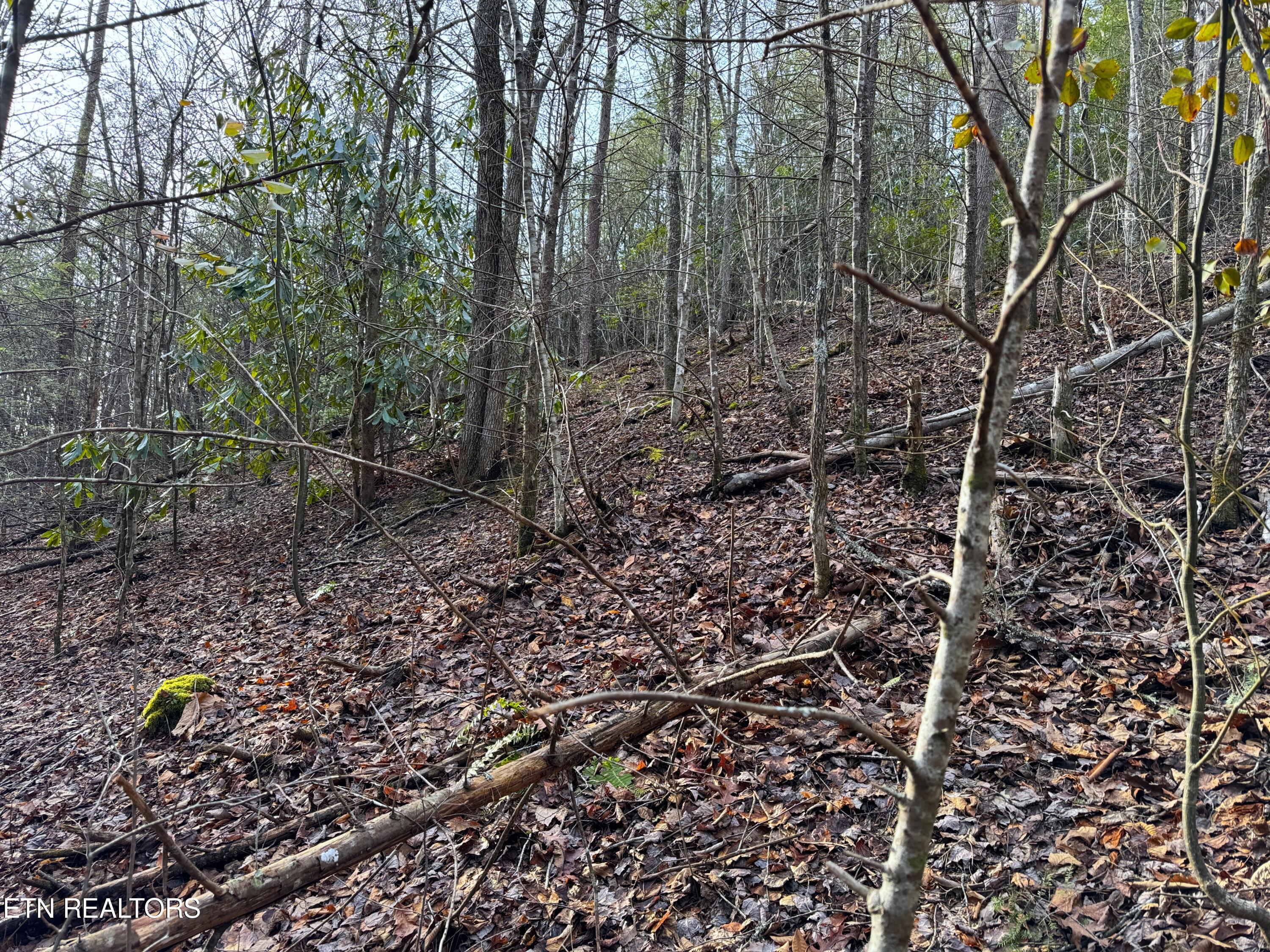 Black Gum Road Gatlinburg TN 37738
