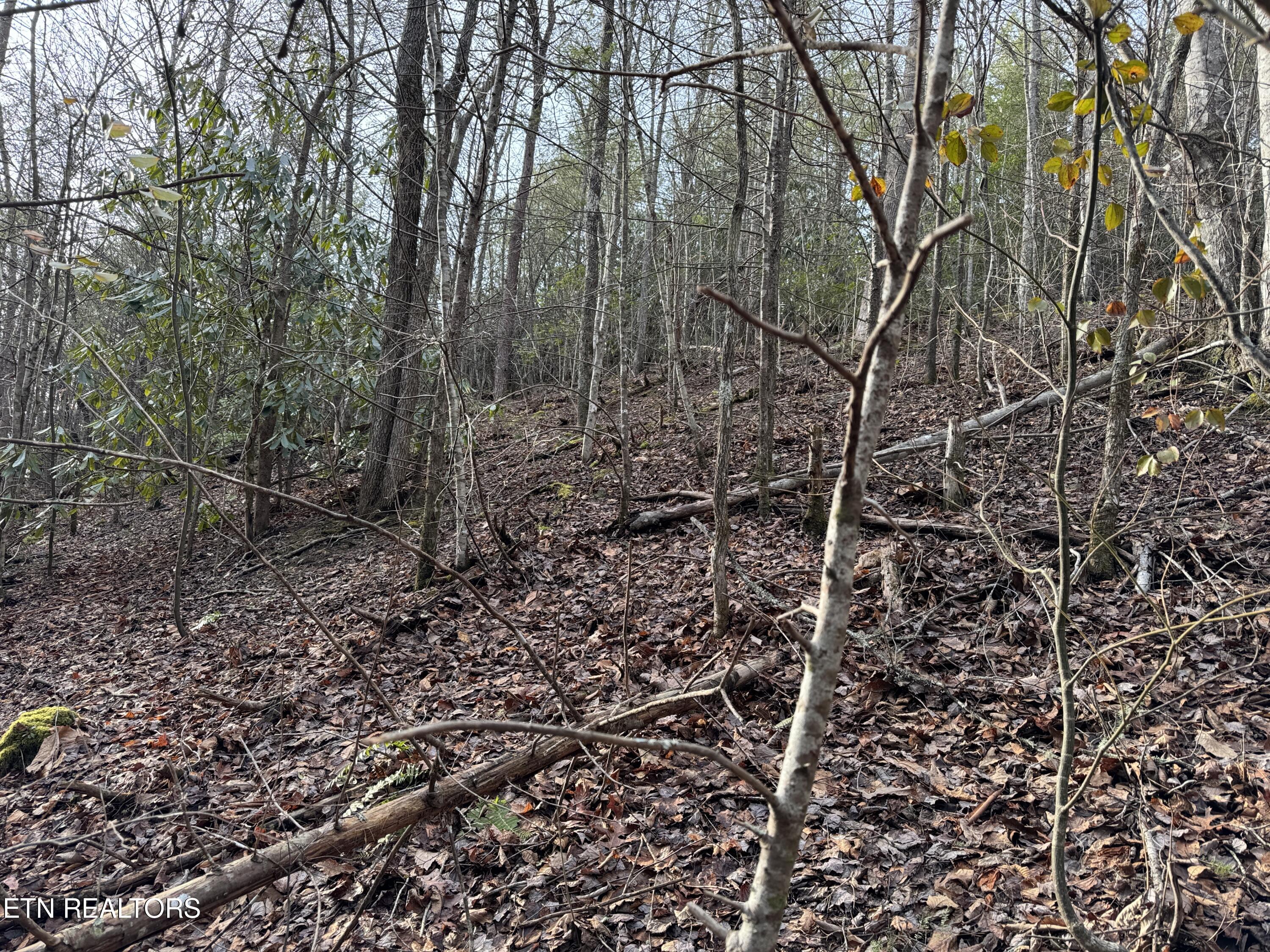Black Gum Road Gatlinburg TN 37738