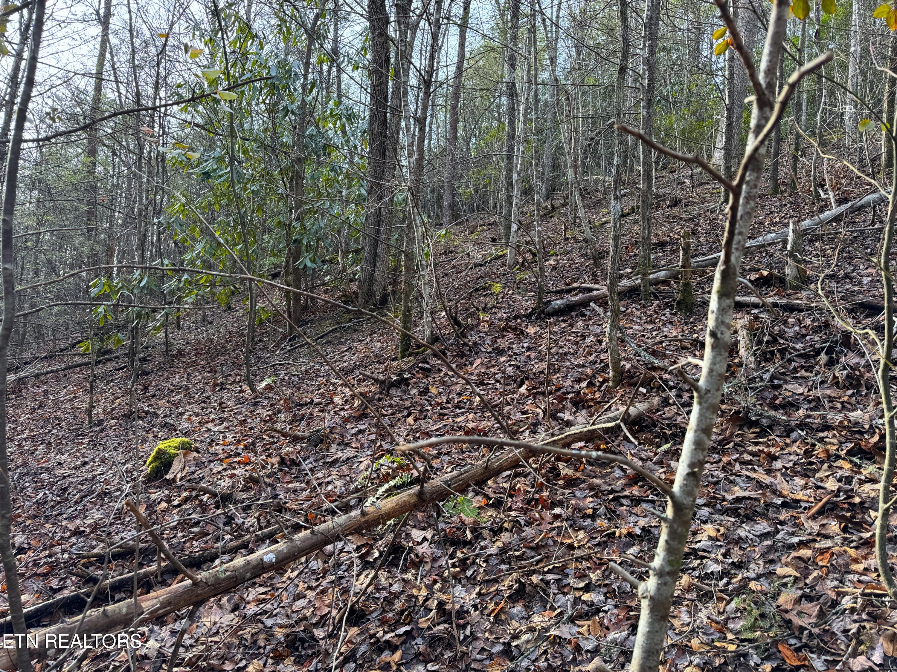 Black Gum Road Gatlinburg TN 37738