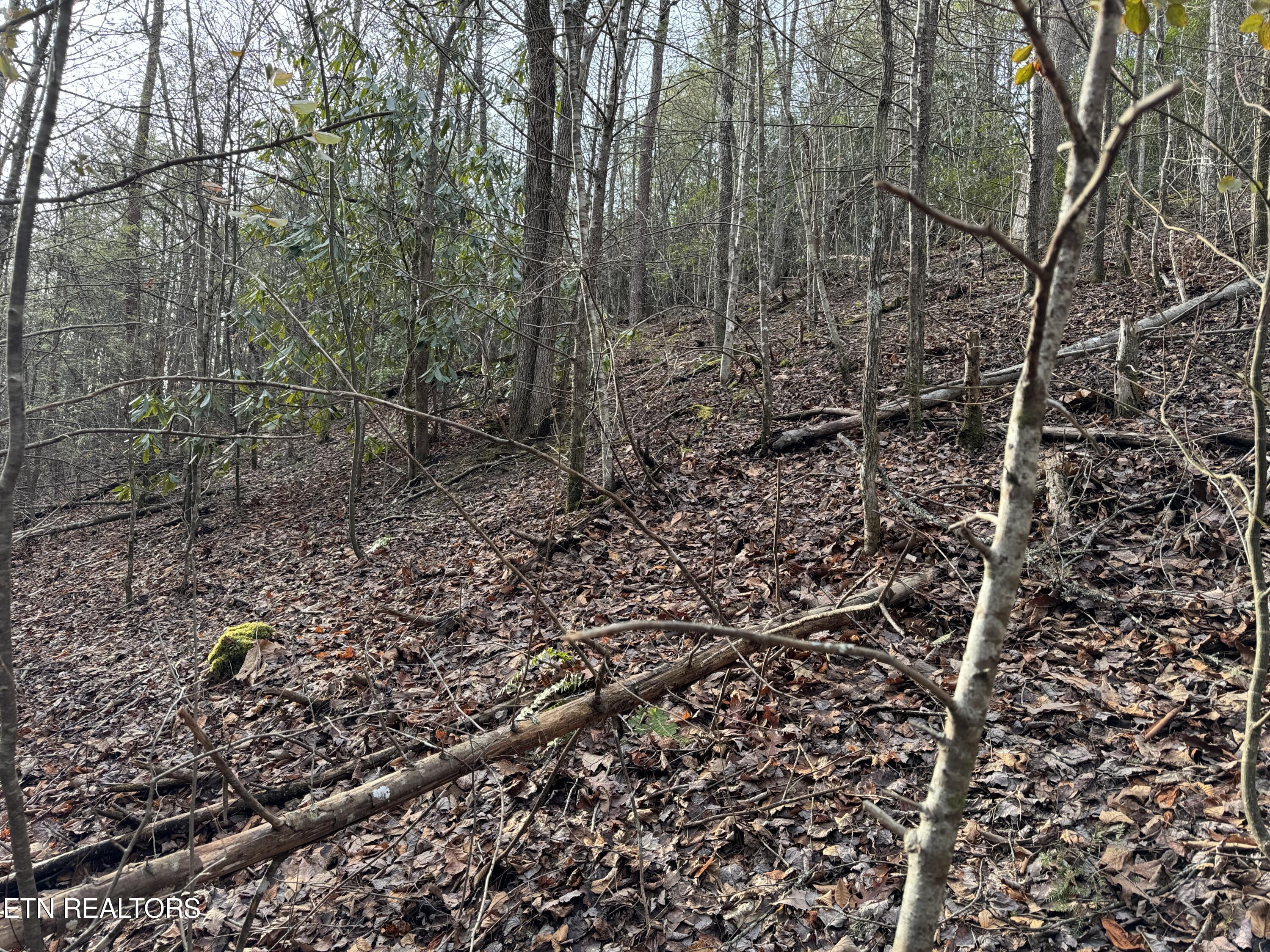 Black Gum Road Gatlinburg TN 37738