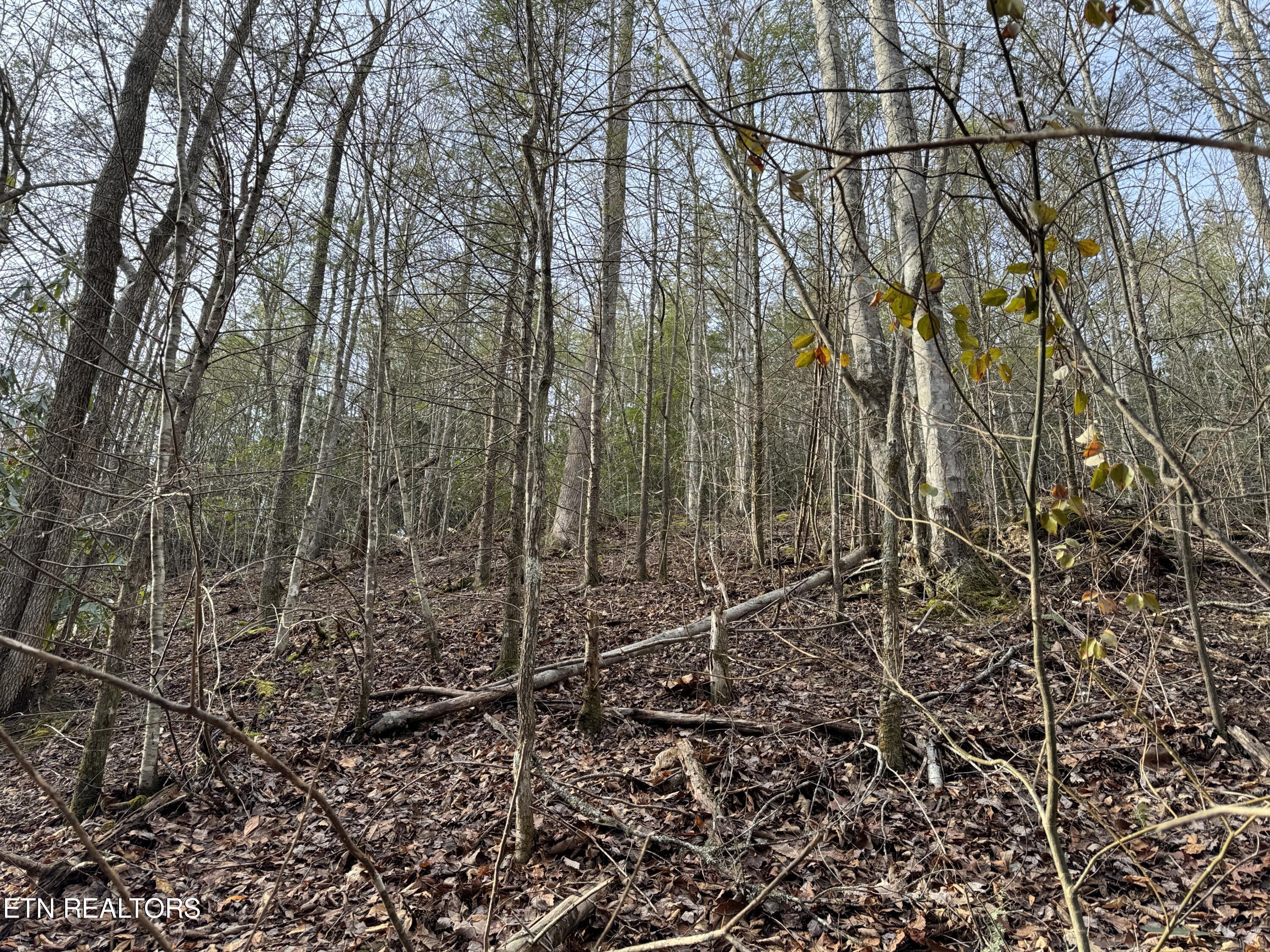 Black Gum Road Gatlinburg TN 37738