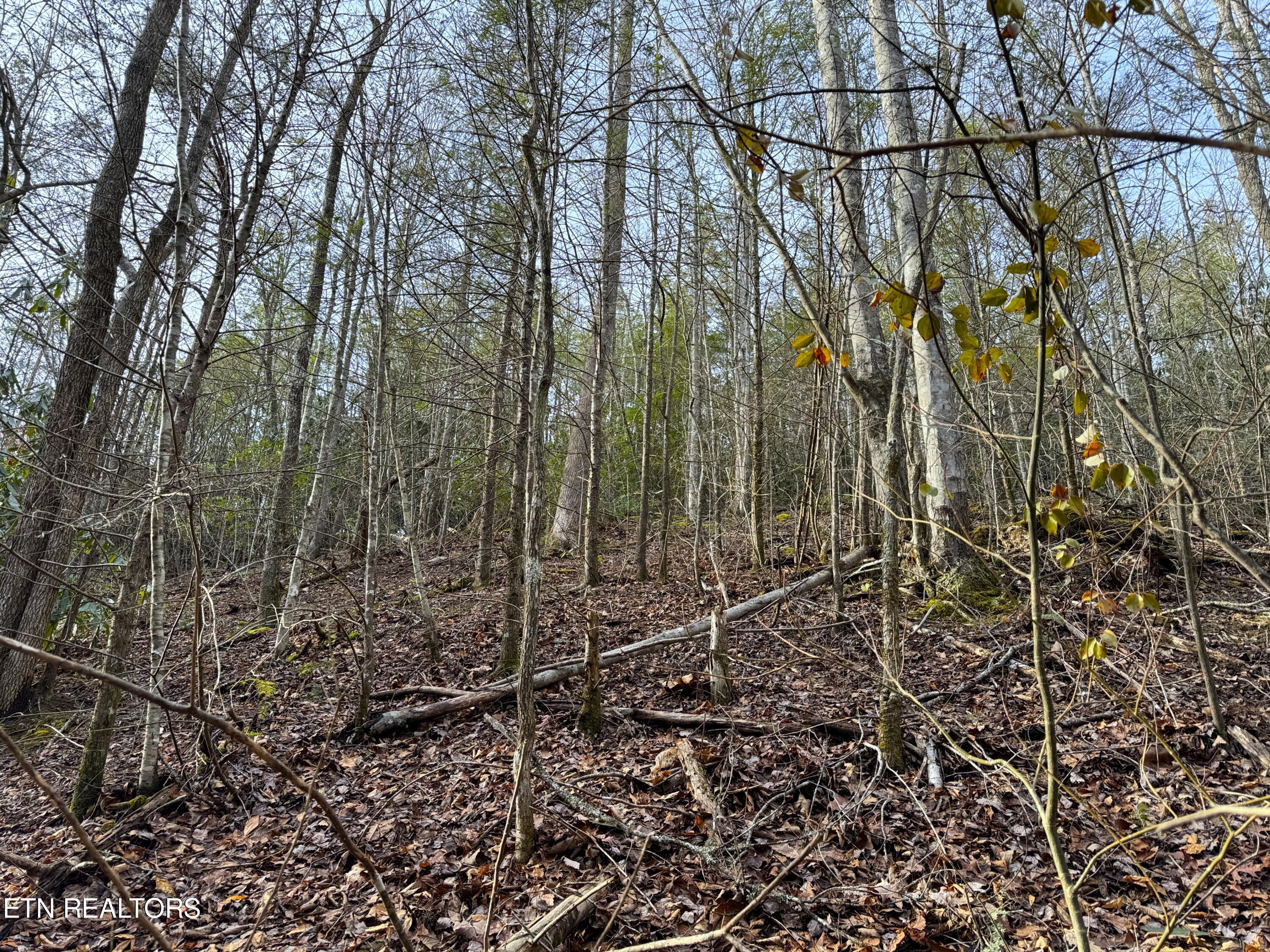 Black Gum Road Gatlinburg TN 37738