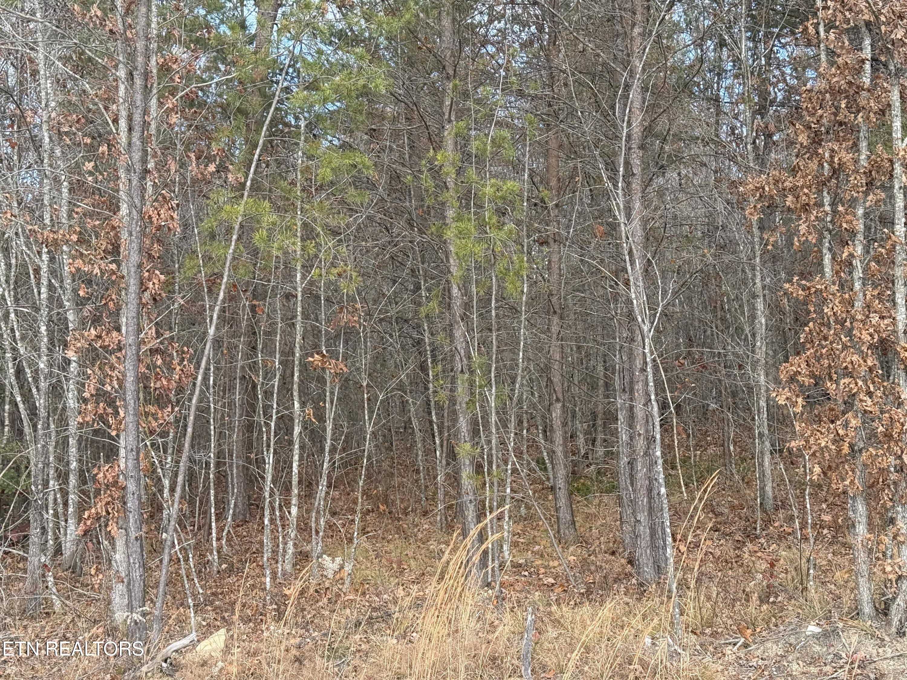 6.25 Acres Valerie Drive Deer Lodge TN 37726