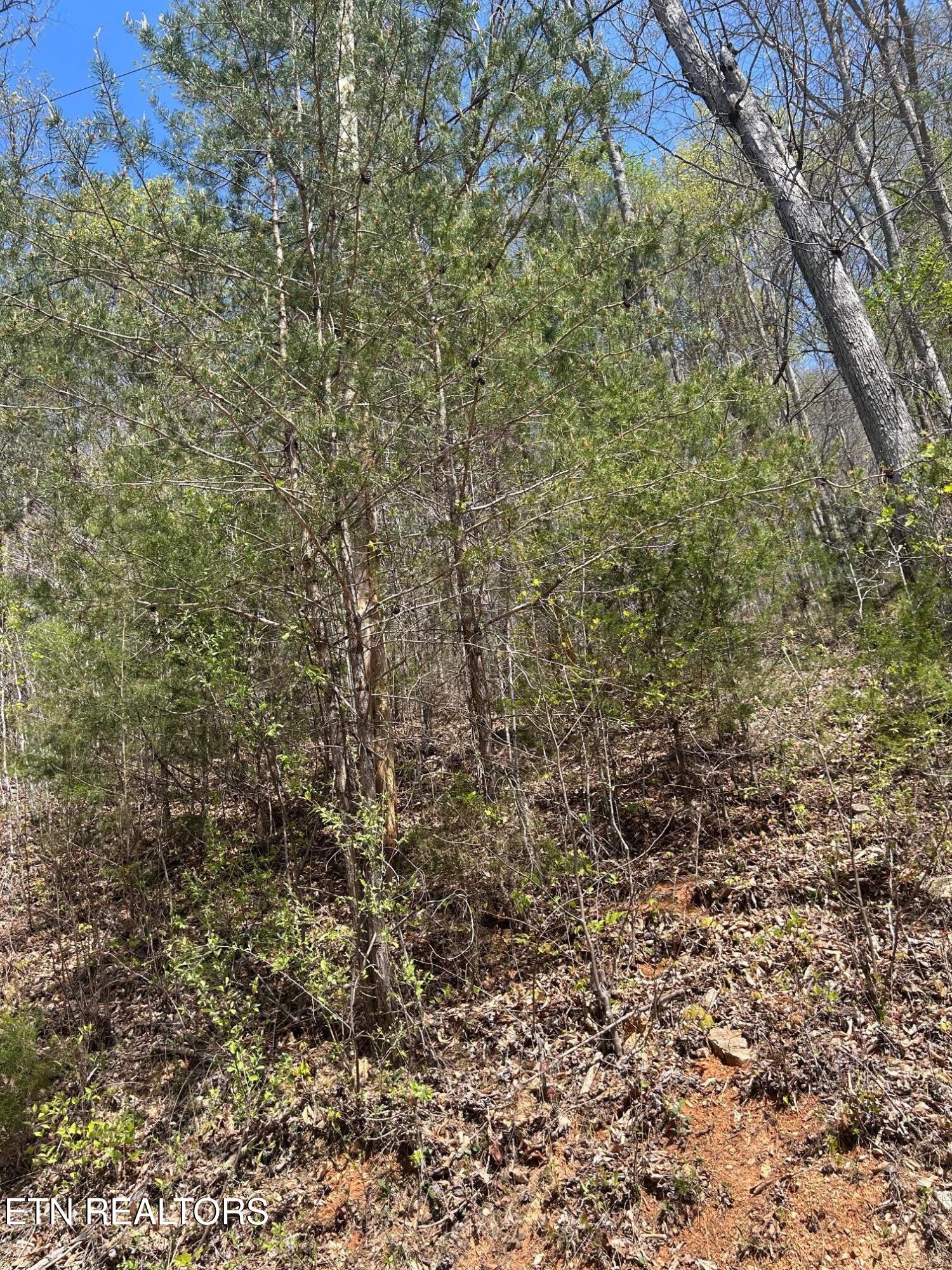 Lot 3 Jones Ridge Road Speedwell TN 37870